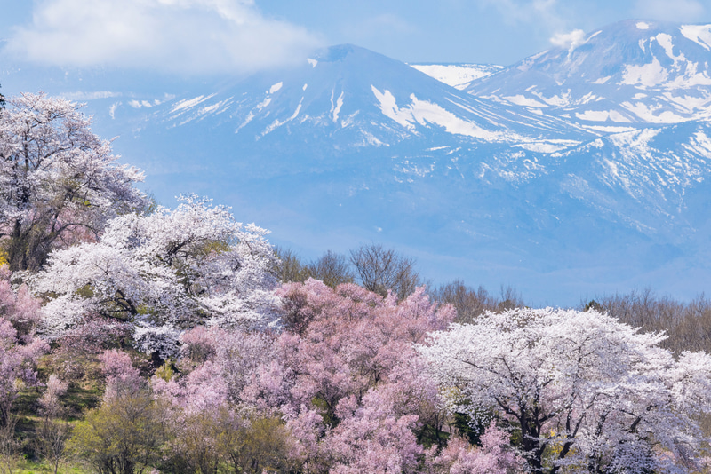 特別企画：春の短期連載：桜の撮影とレンズ焦点距離の関係——望遠ズーム