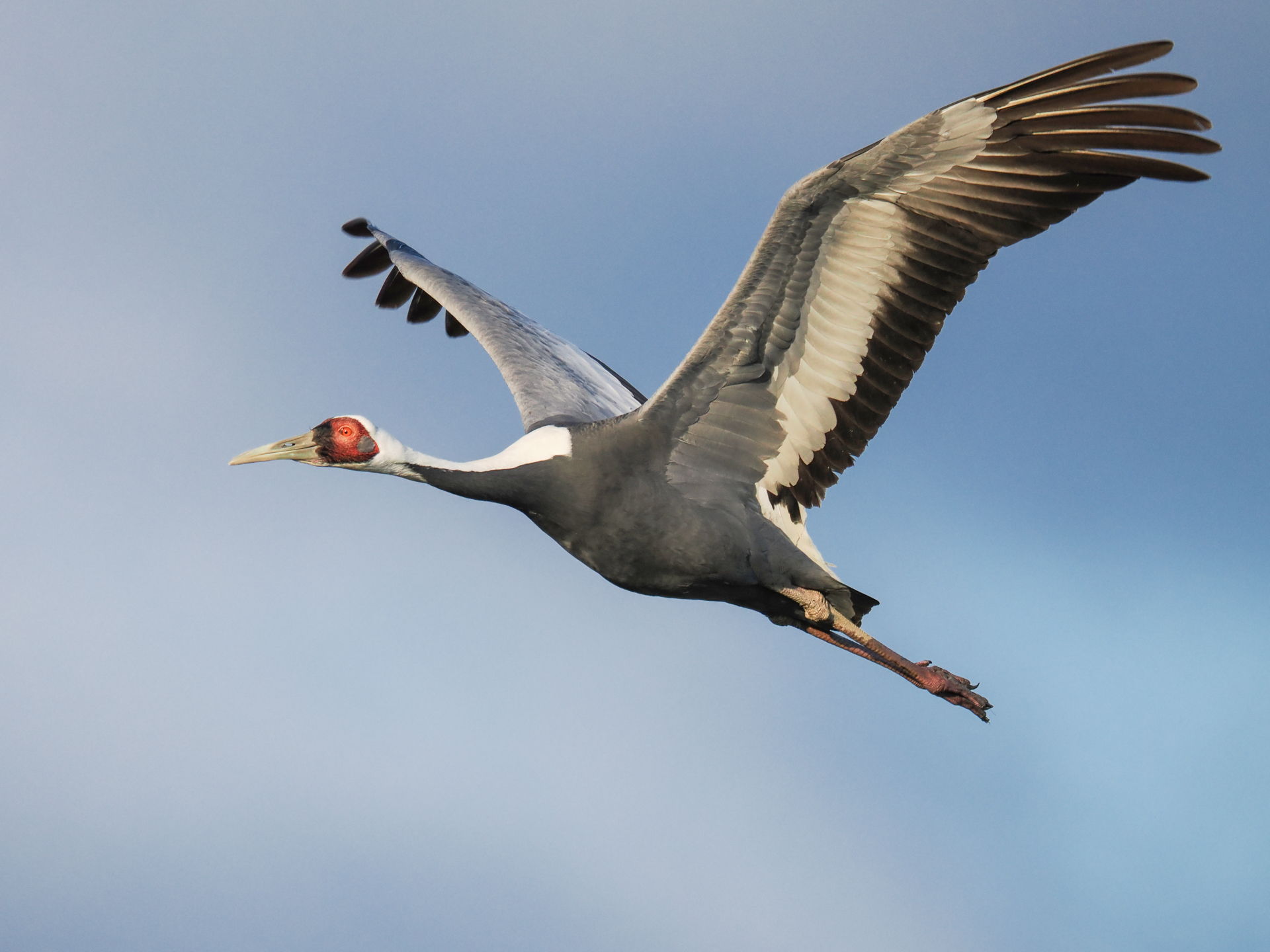 朝日を浴び、ねぐらから飛び立つマナヅル。AI被写体認識AF（鳥）が正確に目にフォーカスしてくれた。バッファメモリーに余裕があるので、ちゅうちょなく連写した中の1コマ<br><span class="fnt-85">OM-1 Mark II／M.ZUIKO DIGITAL ED 150-600mm F5.0-6.3 IS／523mm（1,046mm相当）／マニュアル露出（F6.3、1/2,500秒）／ISO 800／WB：晴天</span>