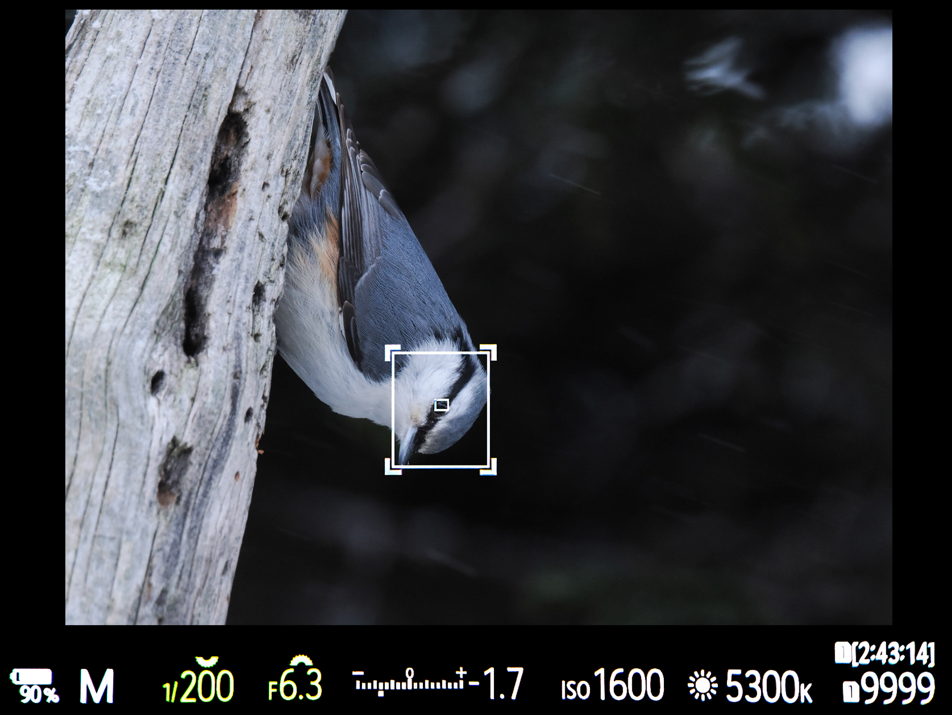 近距離で被写界深度も浅く、鳥が顔を振るだけでもピント位置が変わる状況なのだが、目にフォーカスし続けてくれたので問題なく撮影できた