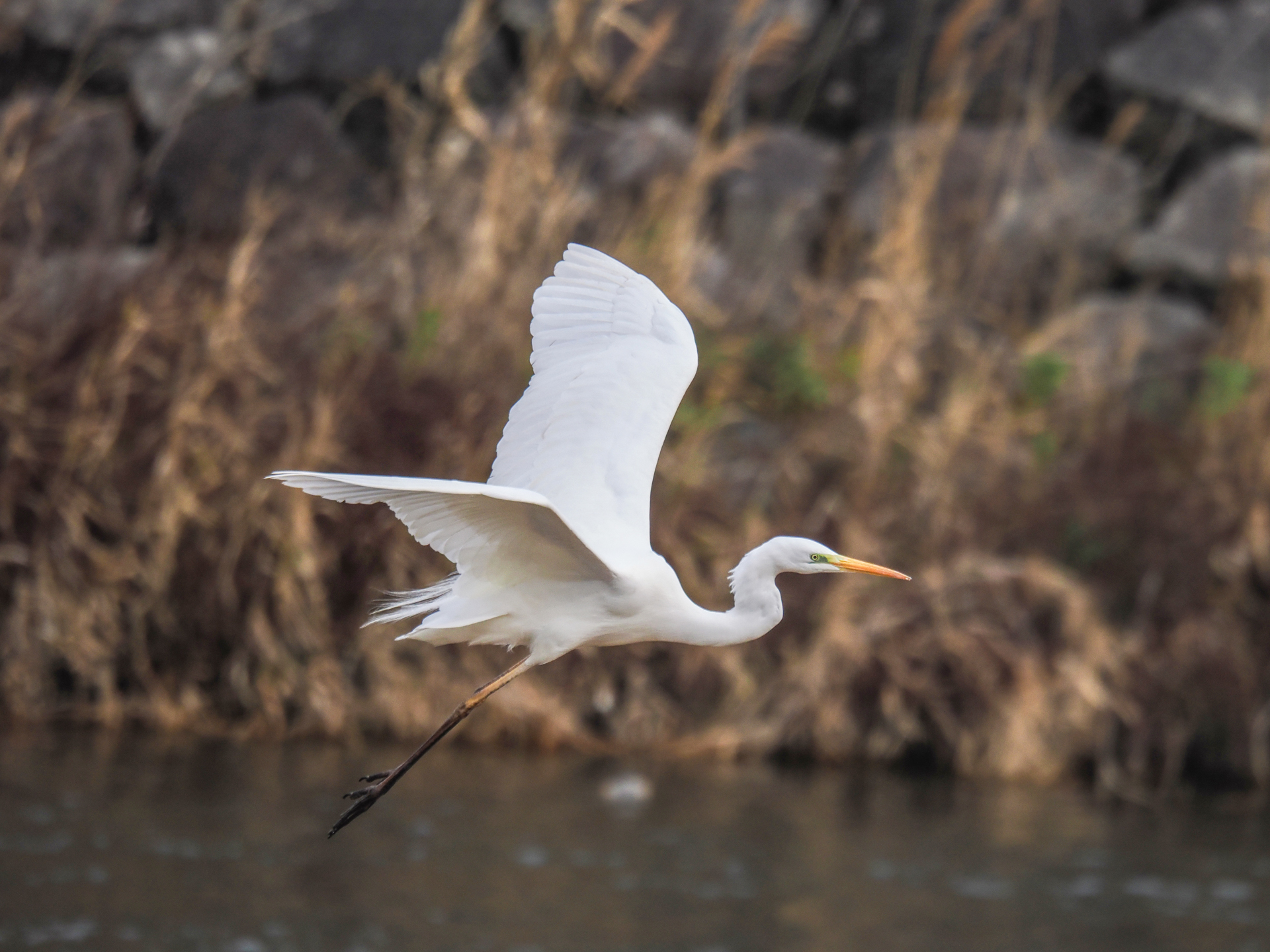OM-1 Mark II／M.ZUIKO DIGITAL ED 150-600mm F5.0-6.3 IS／600mm（1,200mm相当）／マニュアル露出（F6.3、1/32,000秒）／ISO 800／WB：晴天