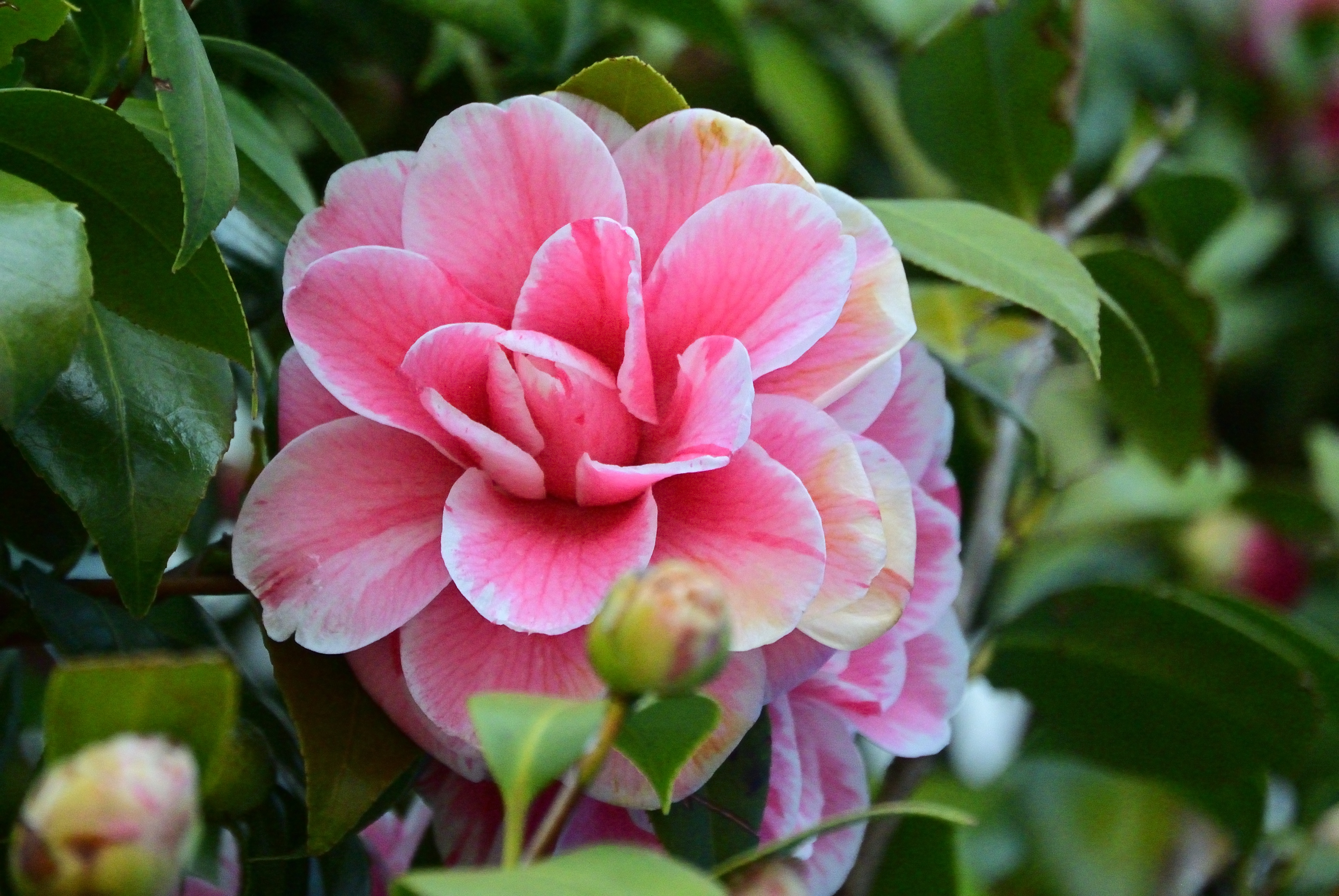 ISO 1600設定で撮影しました。ハーフトーンにはノイズが出てきますが、極端なトリミングでもしない限りは、実用できると思います<br><span class="fnt-85">Nikon 1 V1／1 NIKKOR VR 30-110mm f/3.8-5.6／110mm（297mm相当）／プログラムAE（1/2,500秒、F5.6、−0.7EV）／ISO 1600</span>