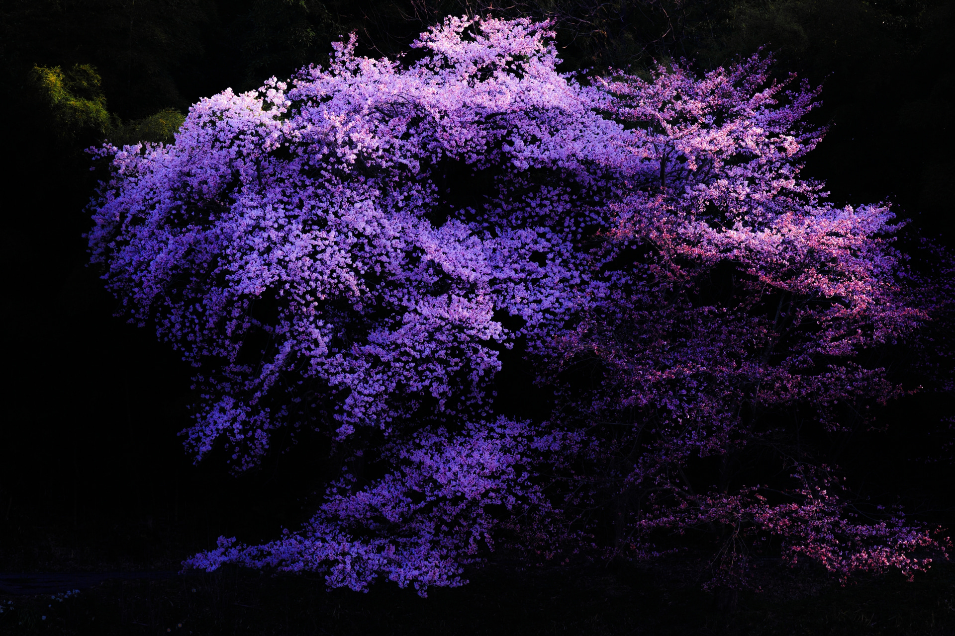 D700／Ai AF-S Nikkor 300mm f/4D IF-ED／300mm／絞り優先AE（1/40秒・F8.0・-1.7EV）／ISO 800／WB：マニュアル	https://ganref.jp/m/kurokabe/portfolios/photo_detail/3287514