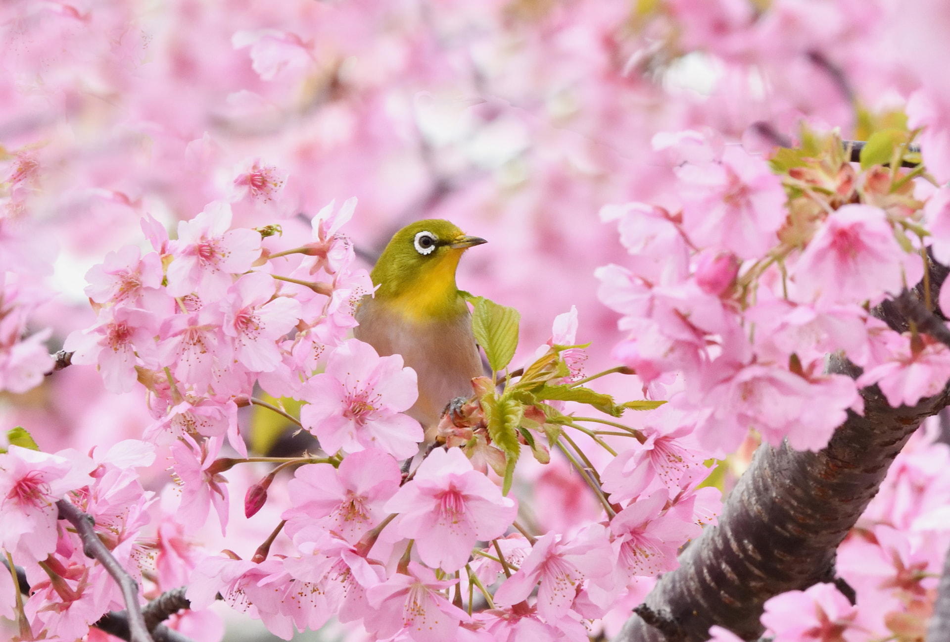 D850／AF-S NIKKOR 300mm f/4E PF ED VR／300mm／マニュアル露出（1/800秒・F11・+7/3EV）／ISO 3600／WB：オート	https://ganref.jp/m/legacy8854/portfolios/photo_detail/4605429