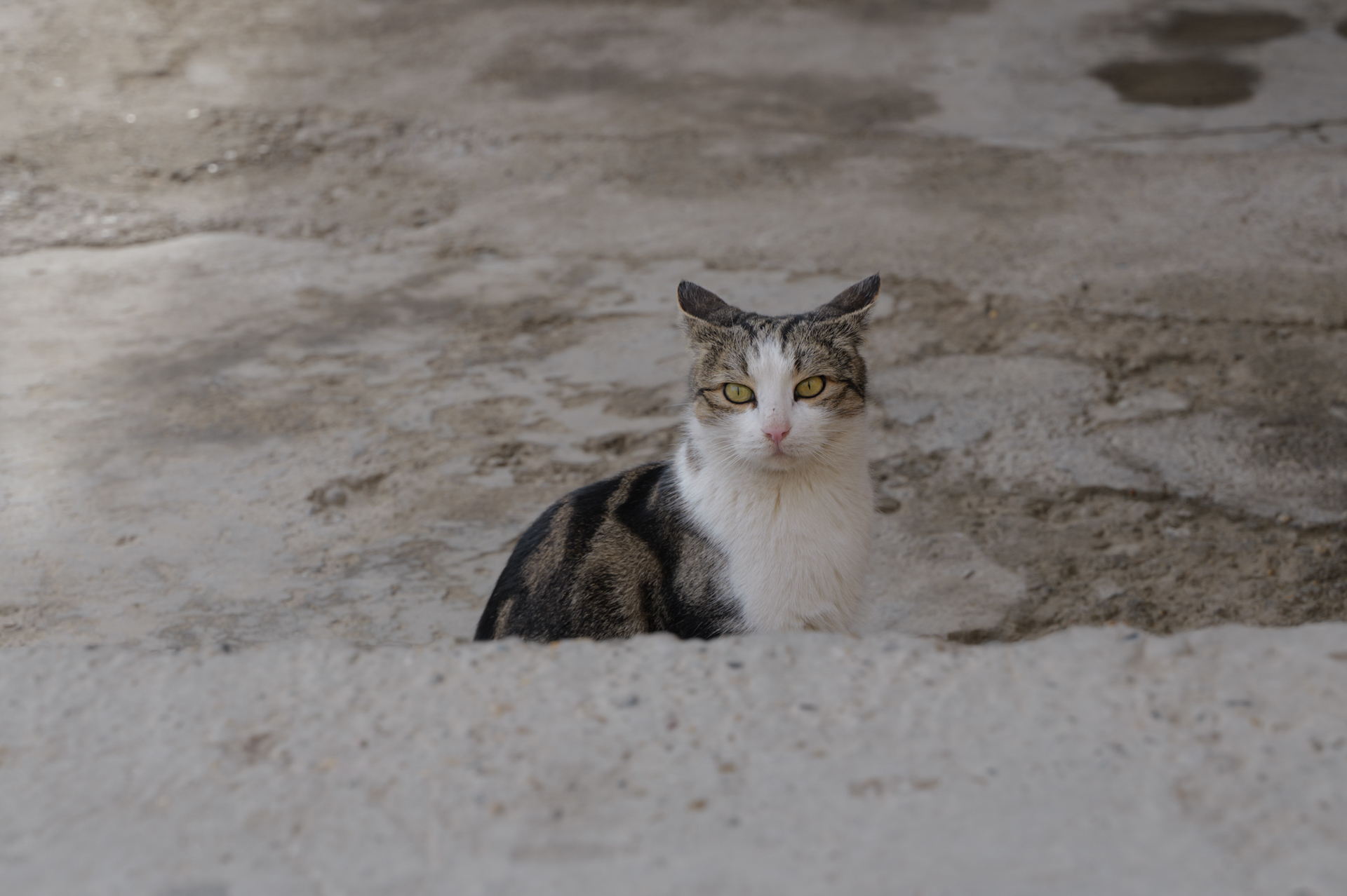 ライカSL3／ライカ バリオ・エルマリートSL f2.8-4/24-90mm ASPH.／83mm／絞り優先AE（F8、1/80秒、－0.3EV）／ISO 100／WB：オート<br>ウズベキスタンの人々は驚くほどに優しく親切で人懐っこい。そんな国に住む猫もまた、日本よりも人との距離が近いようだ。至る所で猫たちも寄ってきてくれる