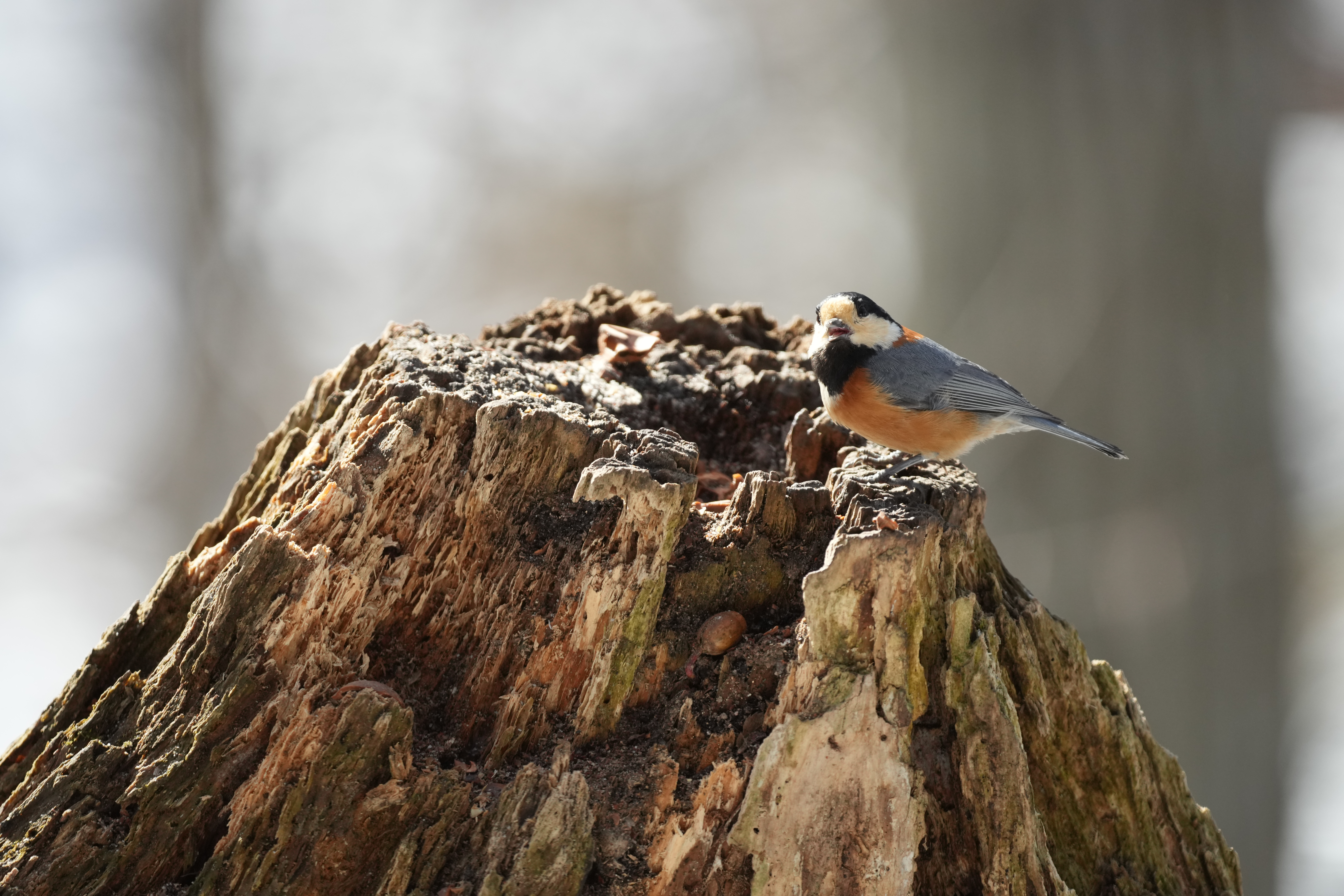 α1／SIGMA 500mm F5.6 DG DN OS | Sports／500mm／マニュアル露出（1/1,000秒、F5.6）／ISO 1000／WB：オート