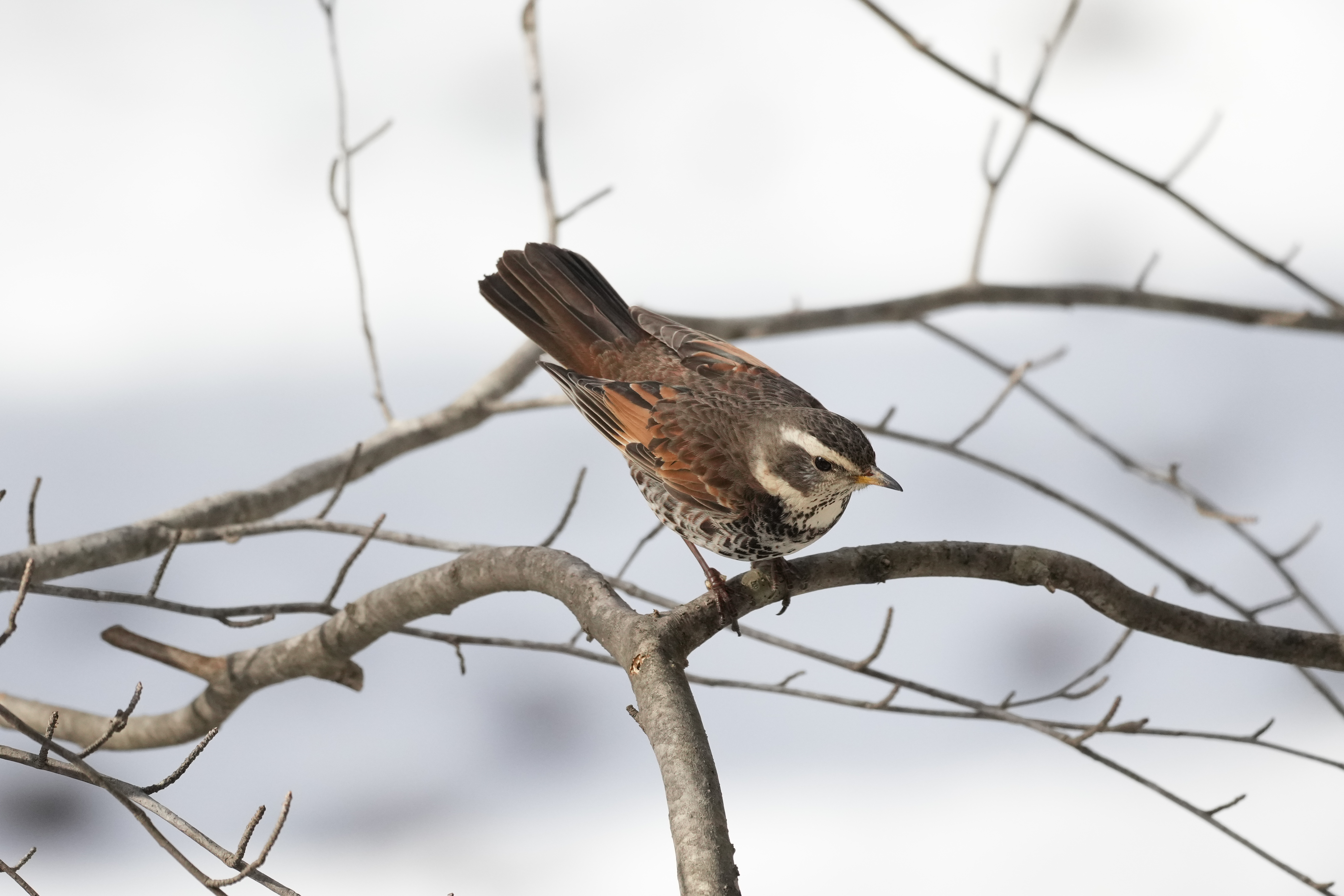 α1／SIGMA 500mm F5.6 DG DN OS | Sports／750mm相当（APS-Cクロップ)／マニュアル露出（1/4,000秒、F5.6）／ISO 2000／WB：オート