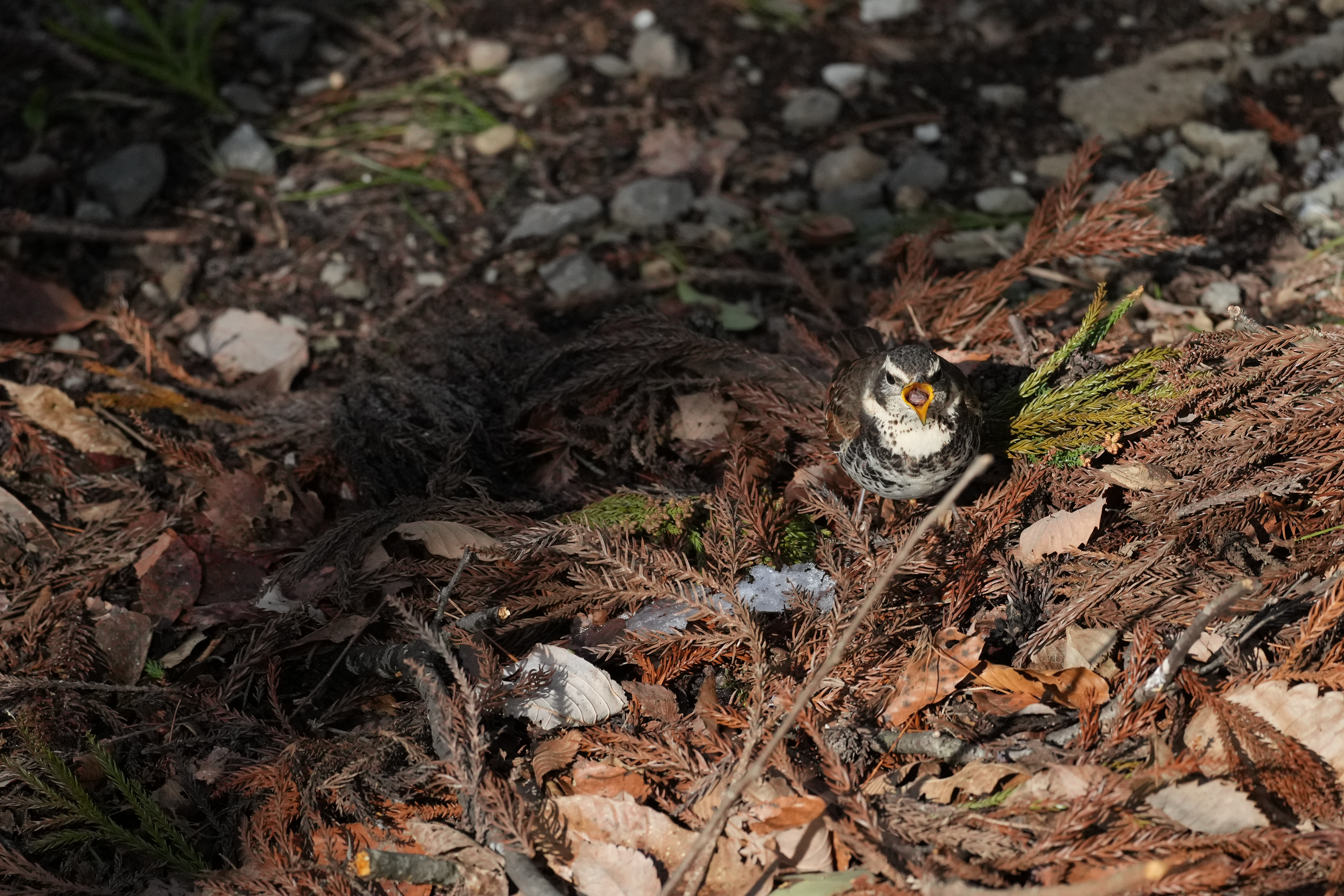 α1／SIGMA 500mm F5.6 DG DN OS | Sports／750mm相当（APS-Cクロップ)／マニュアル露出（1/4,000秒、F5.6）／ISO 2000／WB：オート