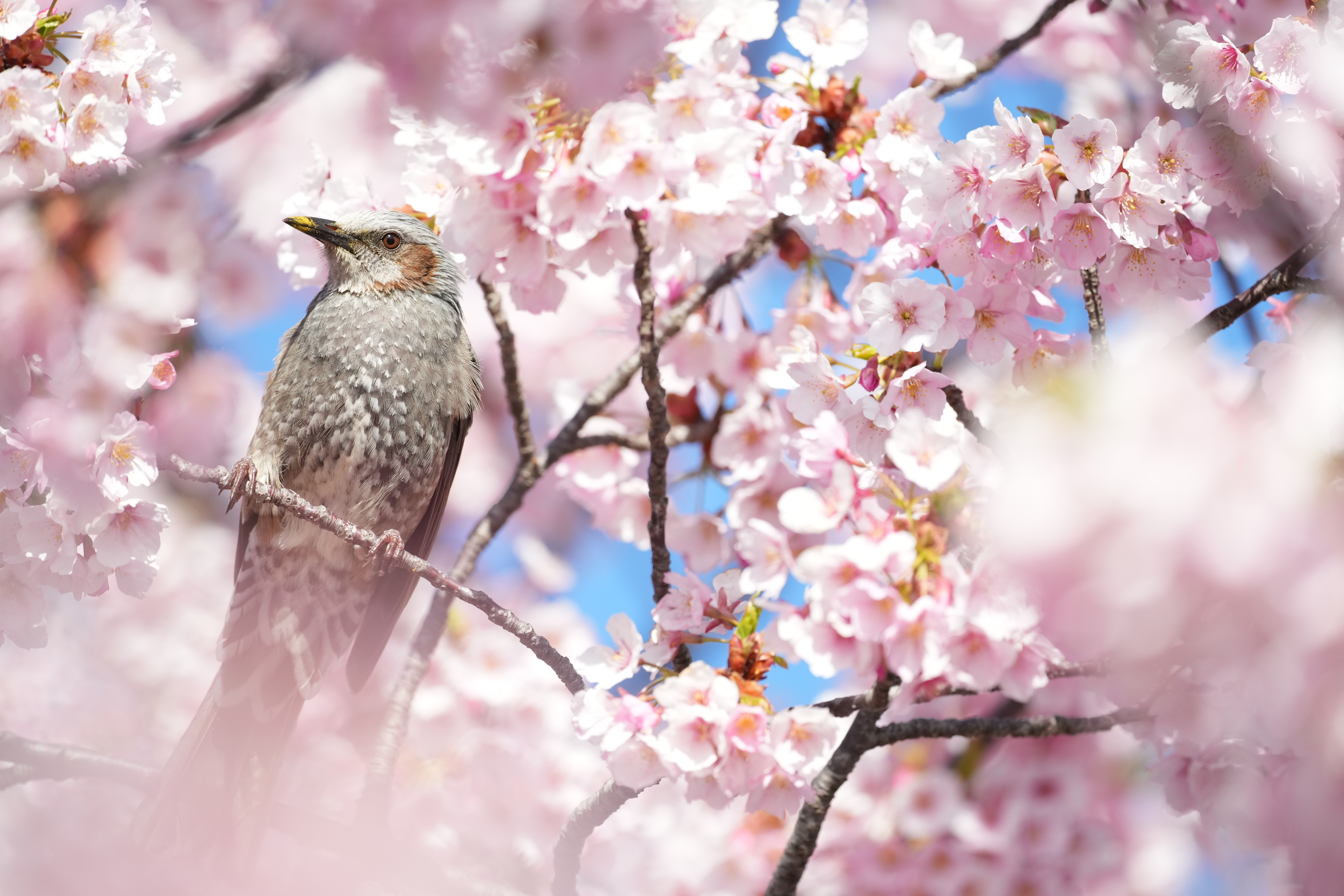 α1／SIGMA 500mm F5.6 DG DN OS | Sports／500mm／マニュアル露出（1/1,600秒、F5.6）+1.7EV／ISO オート／WB：オート