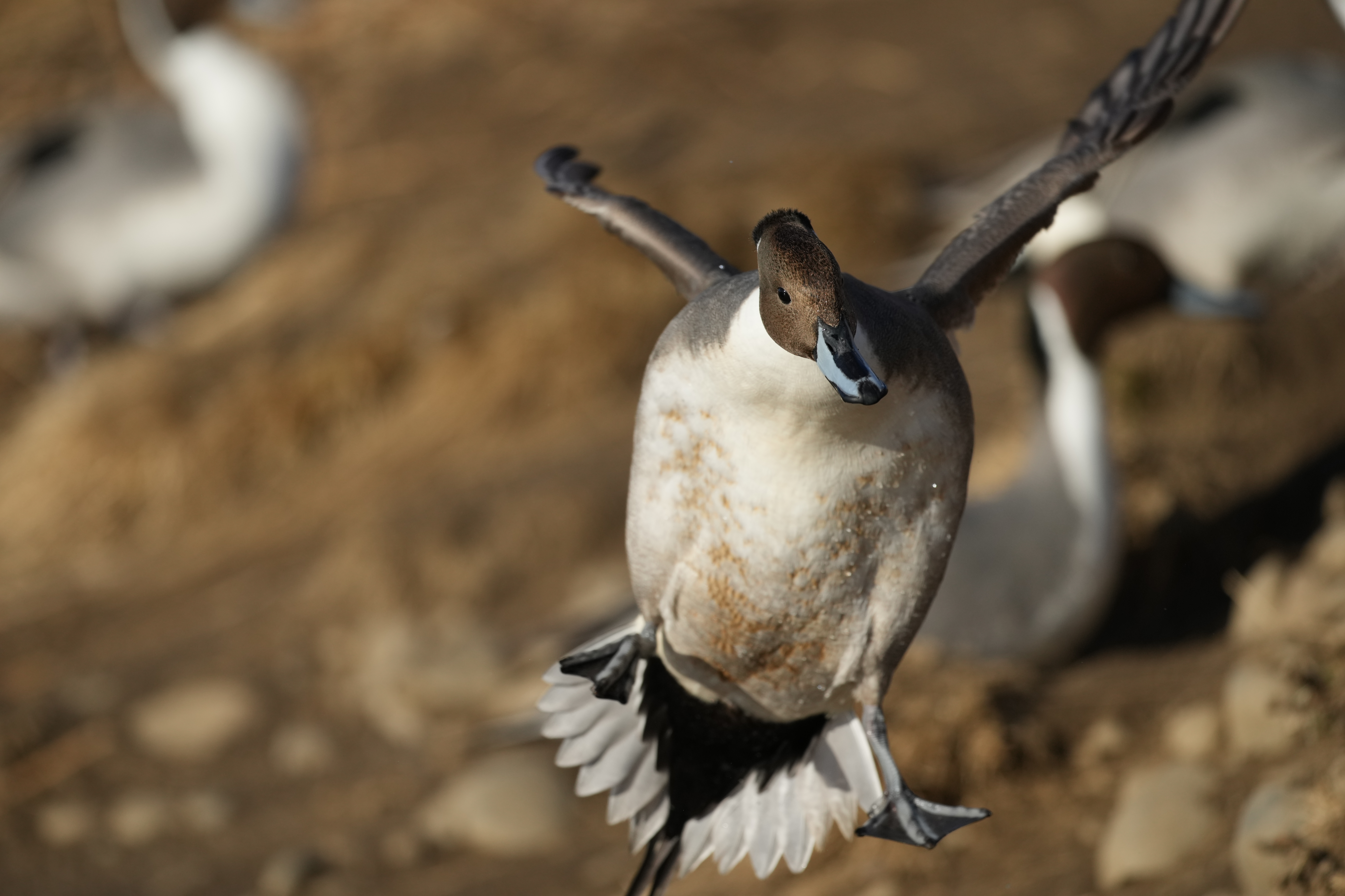 α1／SIGMA 500mm F5.6 DG DN OS | Sports／500mm／マニュアル露出（1/4,000秒、F5.6）／ISO 640／WB：オート