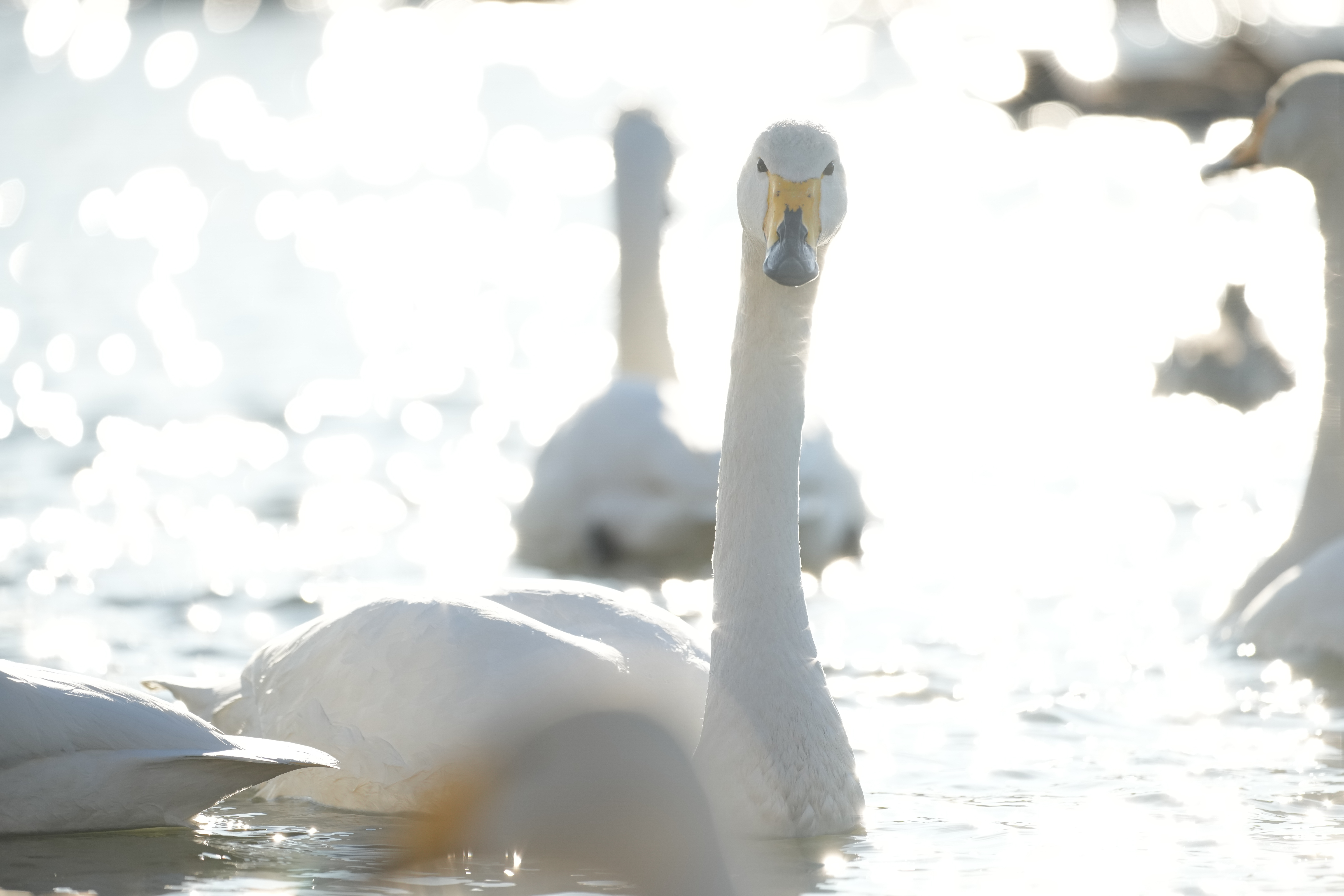 α1／SIGMA 500mm F5.6 DG DN OS | Sports／500mm／マニュアル露出（1/1,600秒、F5.6）／ISO 640／WB：オート