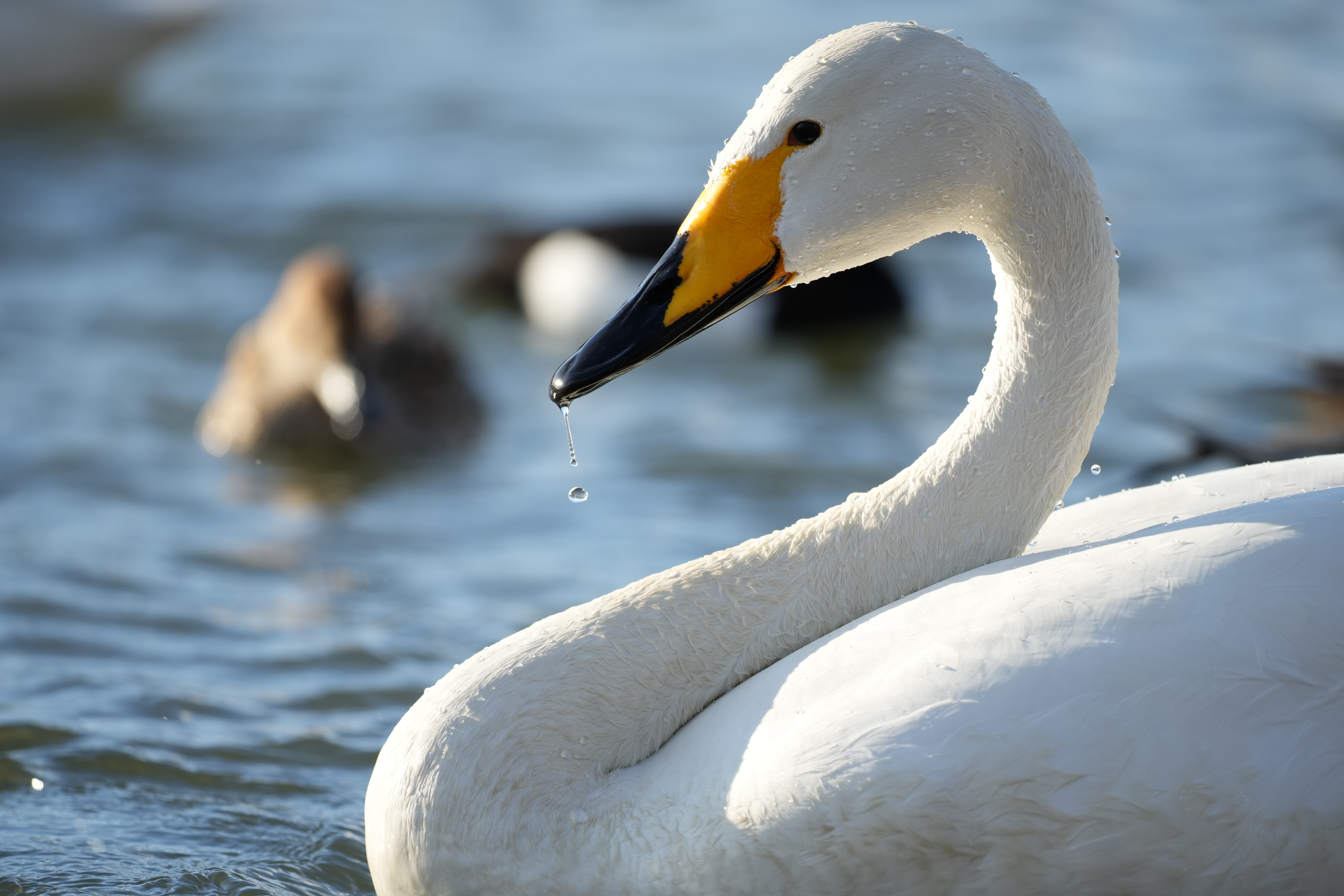 α1／SIGMA 500mm F5.6 DG DN OS | Sports／500mm／マニュアル露出（1/1,250秒、F5.6）／ISO 500／WB：オート