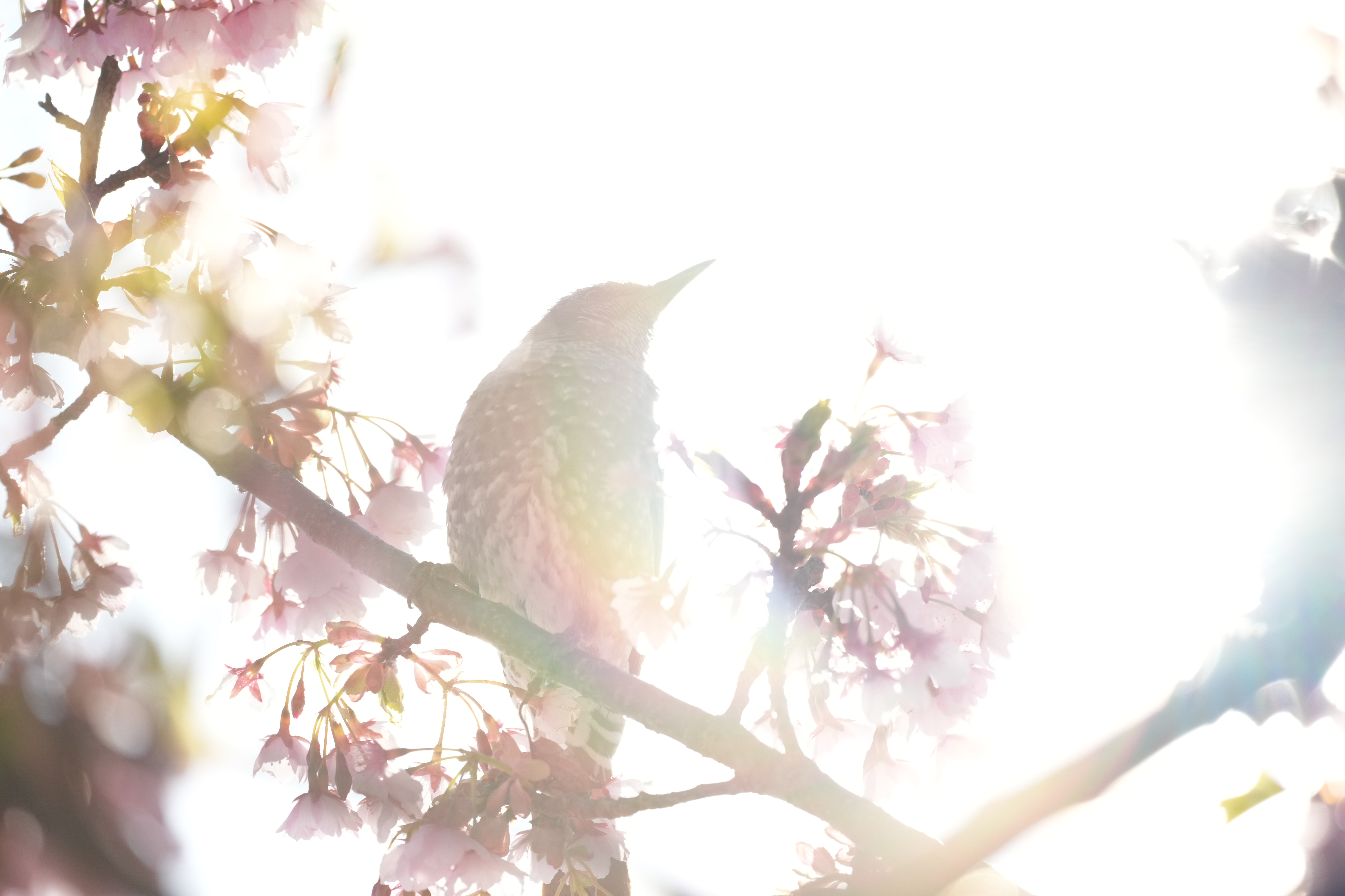 α1／SIGMA 500mm F5.6 DG DN OS | Sports／500mm／マニュアル露出（1/1,600秒、F5.6）／ISO 800／WB：オート