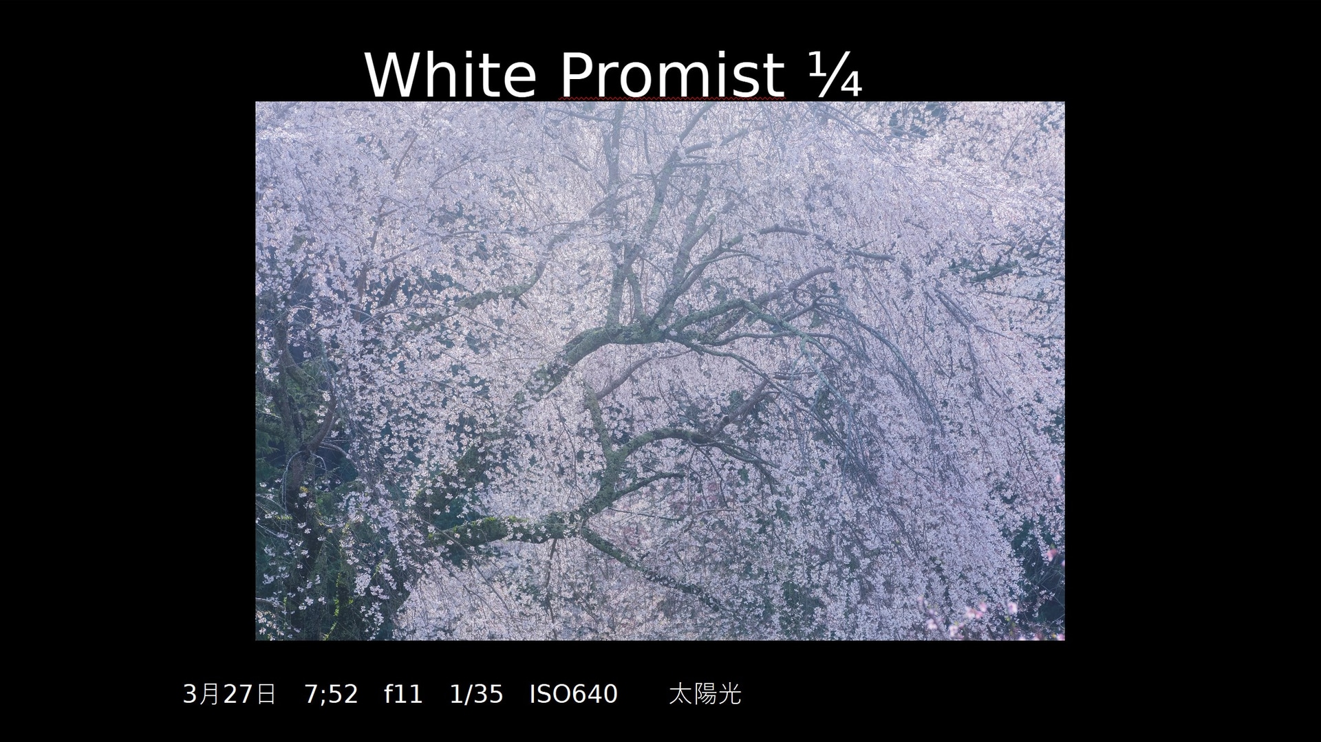 White Promist使用時。コントラストを抑えた柔らかい表現になっている（撮影：安念余志子氏）