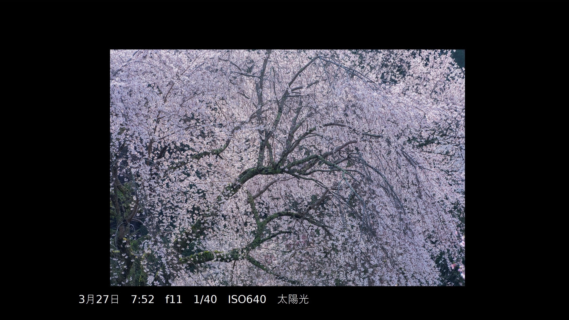 フィルター未使用（撮影：安念余志子氏）