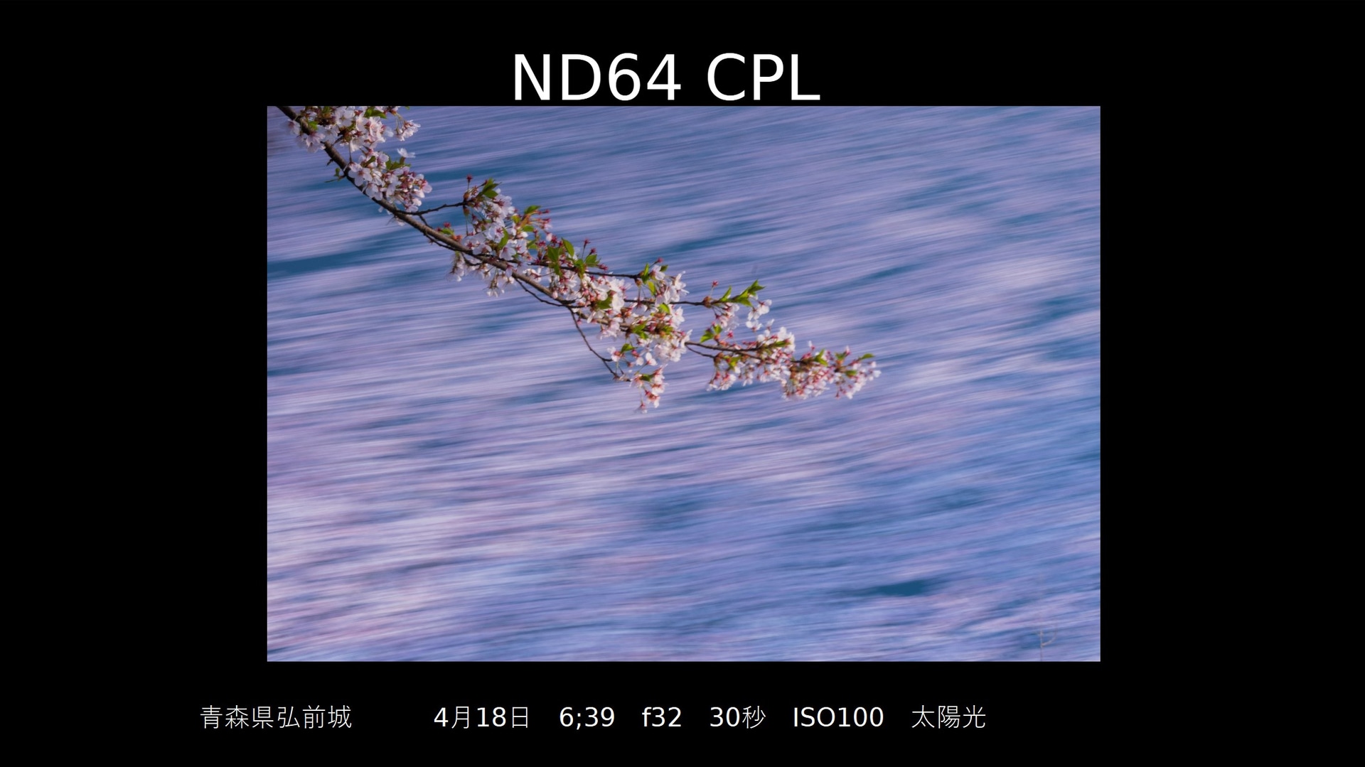 CPLフィルター+ND64の例。メインとなる枝を浮かび上がらせつつ、背景の花筏を流している（撮影：安念余志子氏）