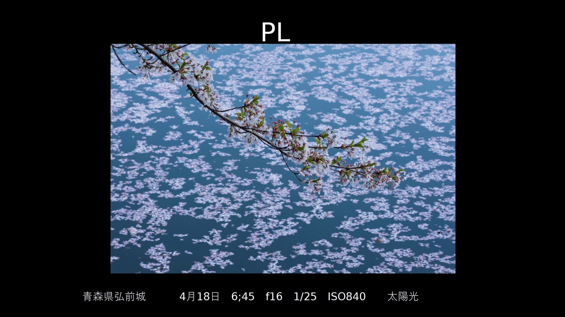 PLフィルターのみ（撮影：安念余志子氏）