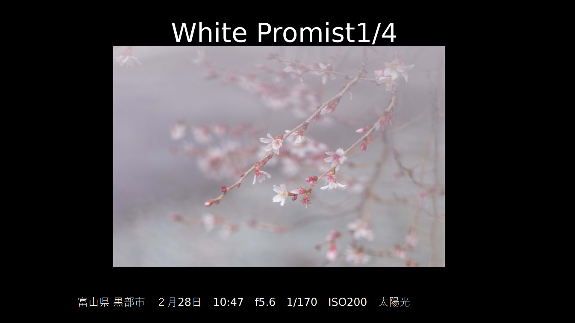 White Promistのみ使用（撮影：安念余志子氏）