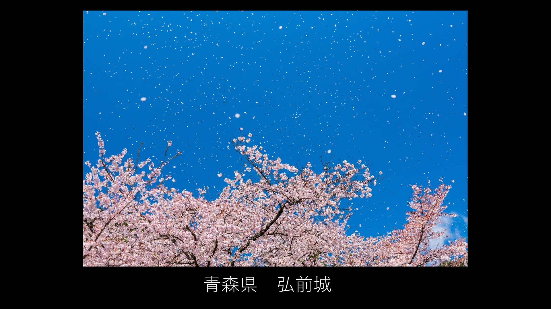 PLフィルターで青空を花の色を強調（撮影：安念余志子）