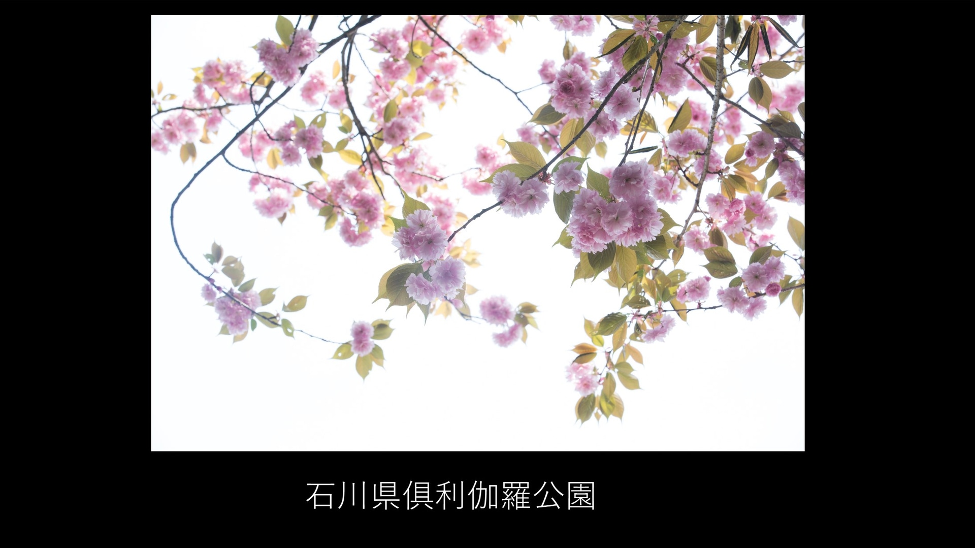 曇天でも諦めずに、視点を変えることでも撮れる作品があるという（撮影：安念余志子）