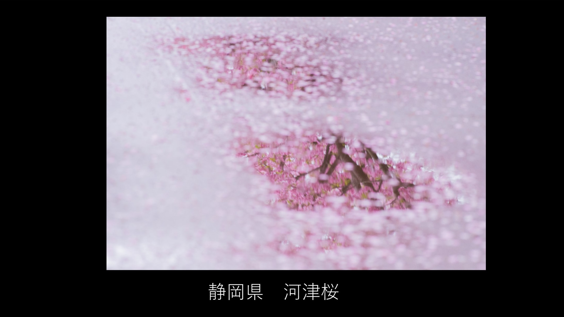 桜のシーズン、人通りが多い場所でもできることがある。水たまりに写った河津桜（撮影：安念余志子）