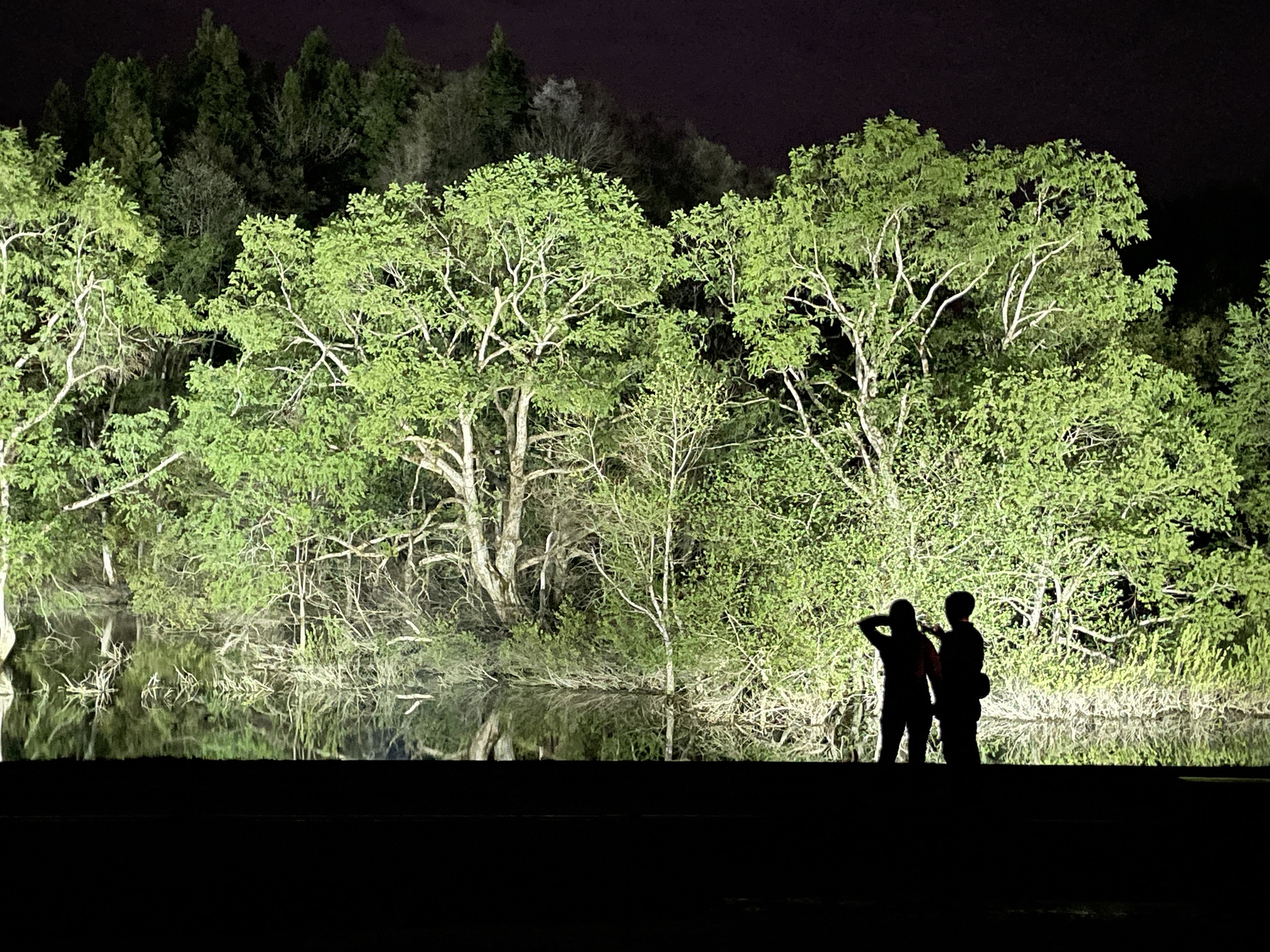 水没林ライトアップ