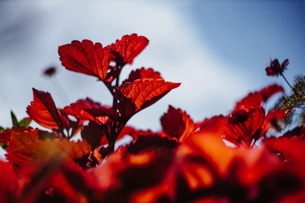 提供：株式会社ケンコープロフェショナルイメージング