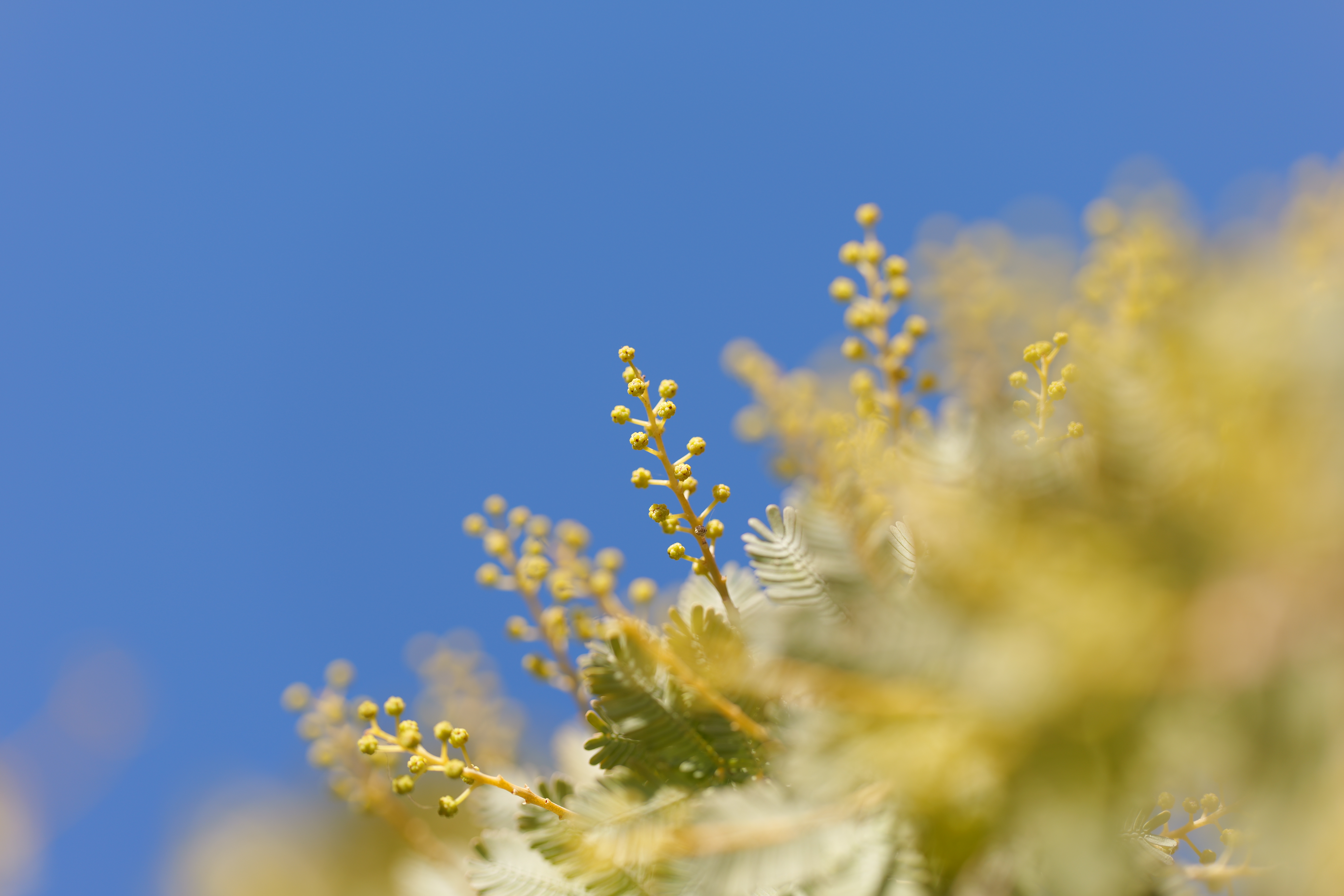 LUMIX S5II／LUMIX S 100mm F2.8 MACRO／絞り優先AE（1/640秒、F2.8、＋0.3EV）／ISO 100