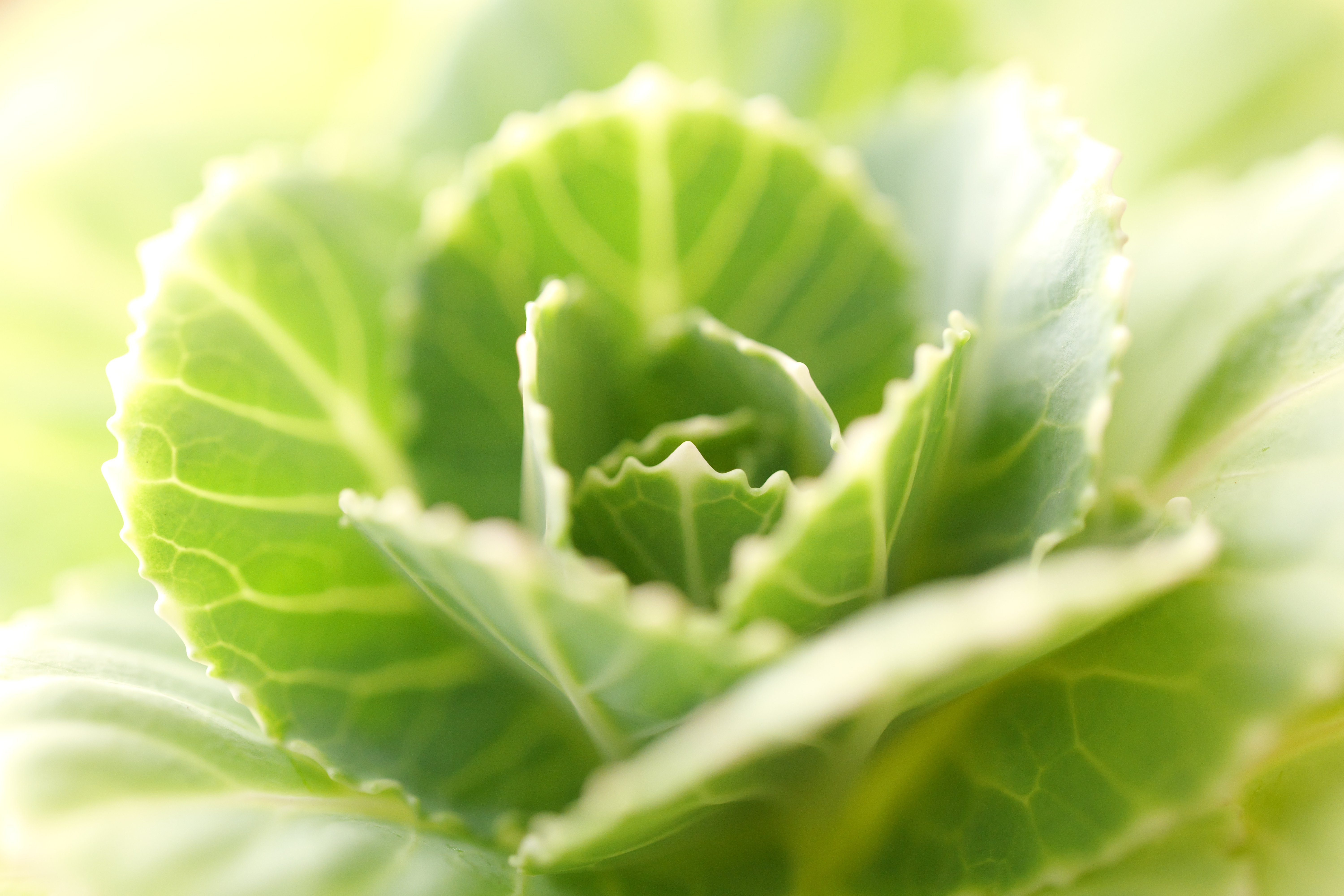 LUMIX S5II／LUMIX S 100mm F2.8 MACRO／絞り優先AE（1/125秒、F3.2、＋1.3EV）／ISO 4000