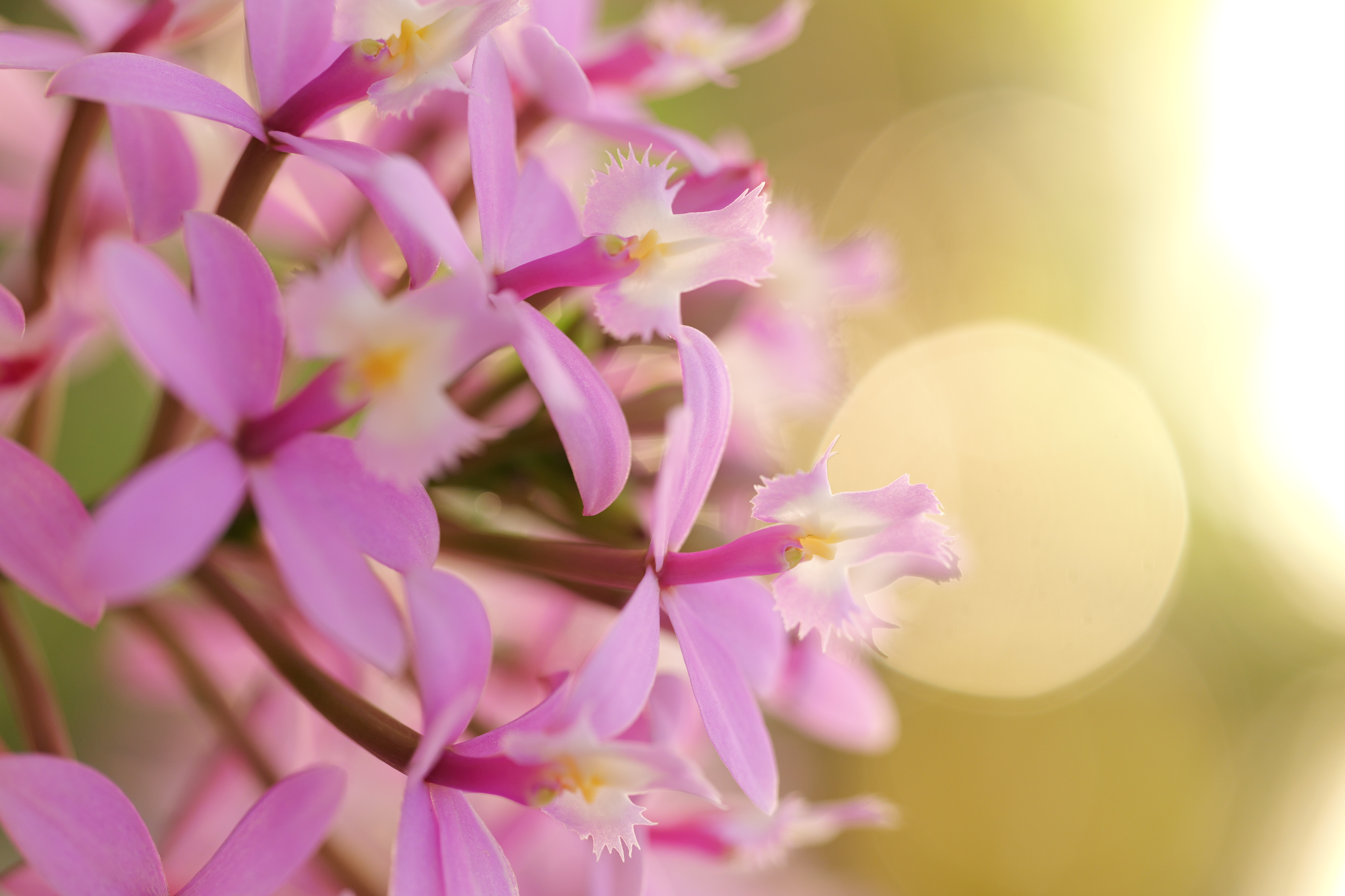 LUMIX S5II／LUMIX S 100mm F2.8 MACRO／絞り優先AE（1/125秒、F3.2、＋1.3EV）／ISO 1000