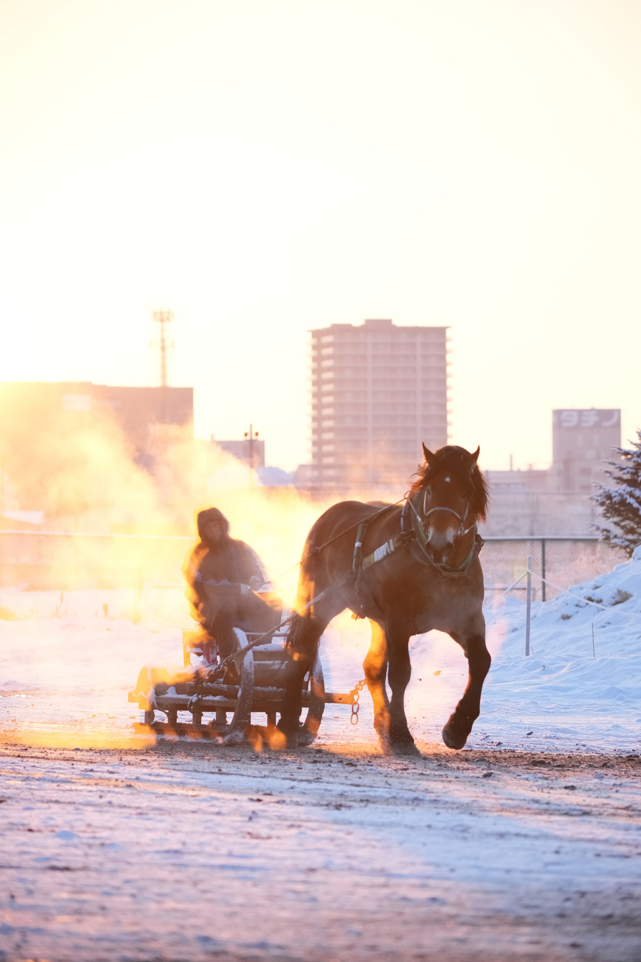 ソニーα1／SIGMA 60-600mm F4.5-6.3 DG DN OS｜Sports／絞り優先AE（F5.6・1/1,250秒・＋2EV）／ISO 3200