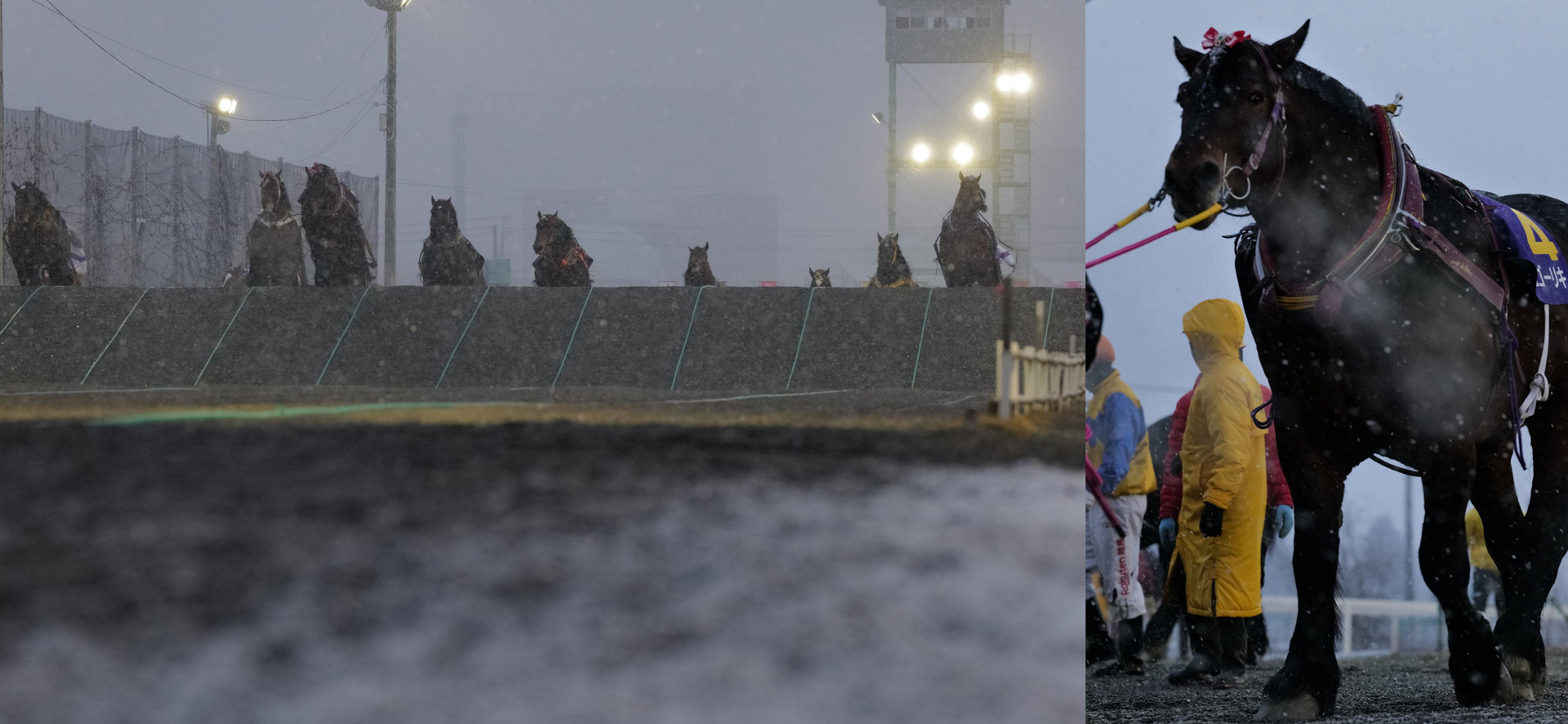 近井のポジションから撮影したレースのカットと優勝馬のメジロゴーリキ