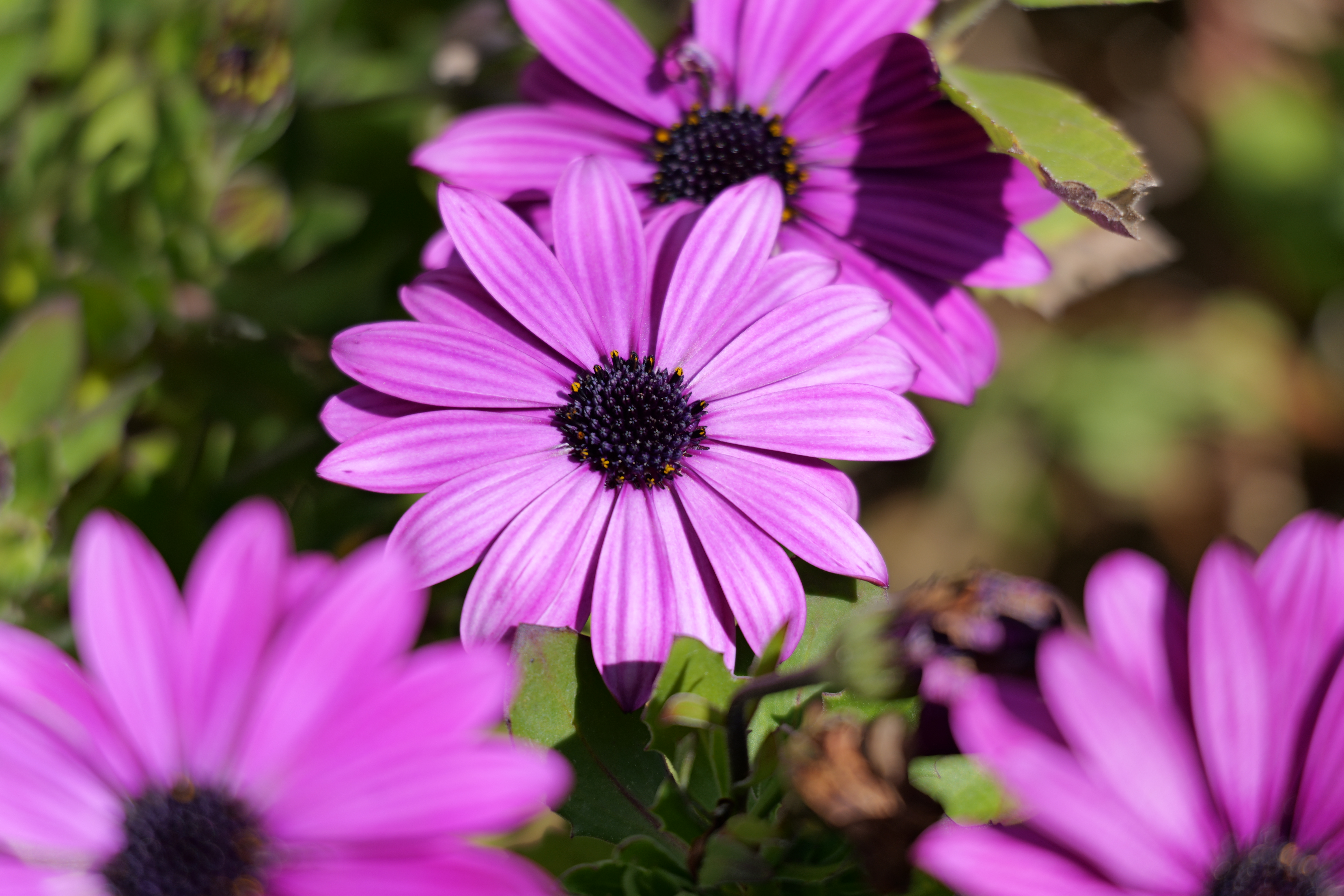 LUMIX S5II／LUMIX S 28-200mm F4-7.1 MACRO O.I.S／200mm／絞り優先AE（1/200秒、F8.0、＋0.3EV）／ISO 100