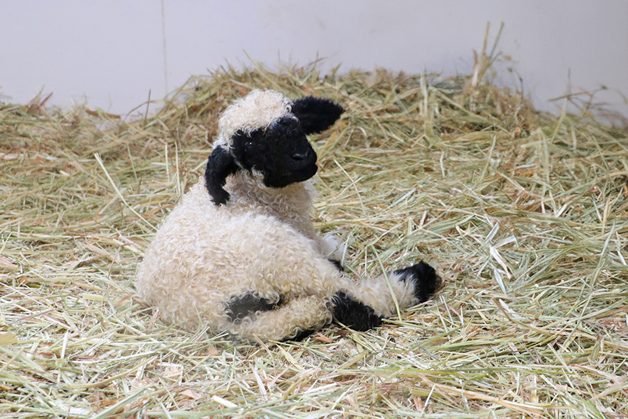 ヴァレーブラックノーズシープの赤ちゃん