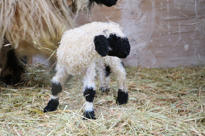 ローザンベリー多和田で「ヴァレーブラックノーズシープ」の赤ちゃんが