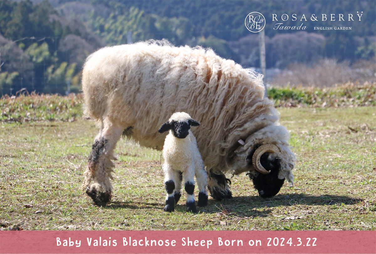 誕生記念♡オリジナルポストカード