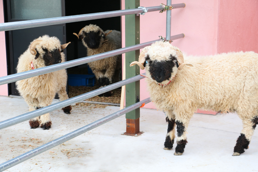 わくわくファーム内のヴァレーブラックノーズシープ