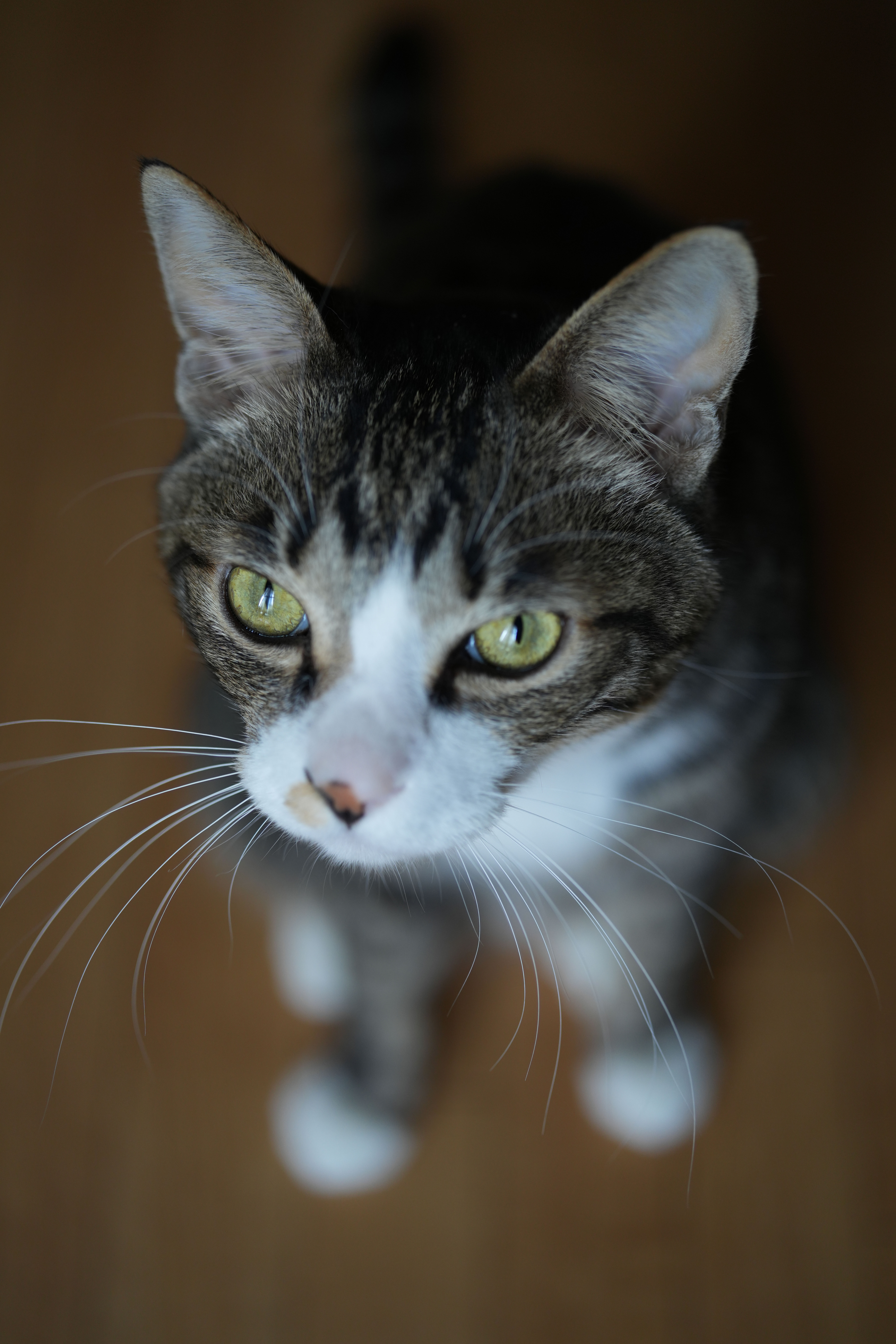 α7 IV／APO-LANTHAR 50mm F2 Aspherical／50mm／絞り優先AE（1/125秒、F2.0）／ISO 400