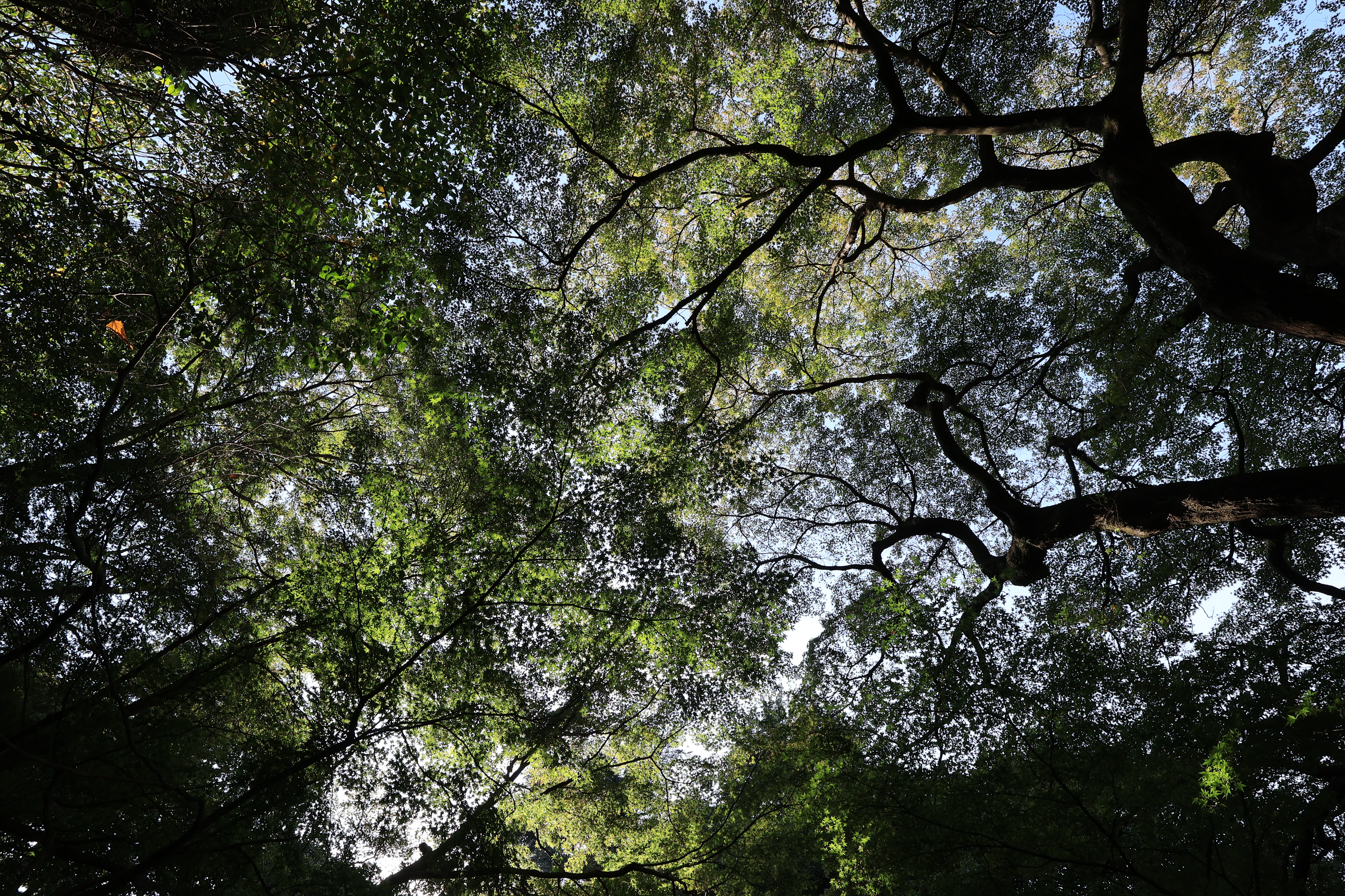 EOS R10／RF-S10-18mm F4.5-6.3 IS STM／10mm（16mm相当）／絞り優先AE（1/125秒、F8.0、−0.7EV）／ISO 160