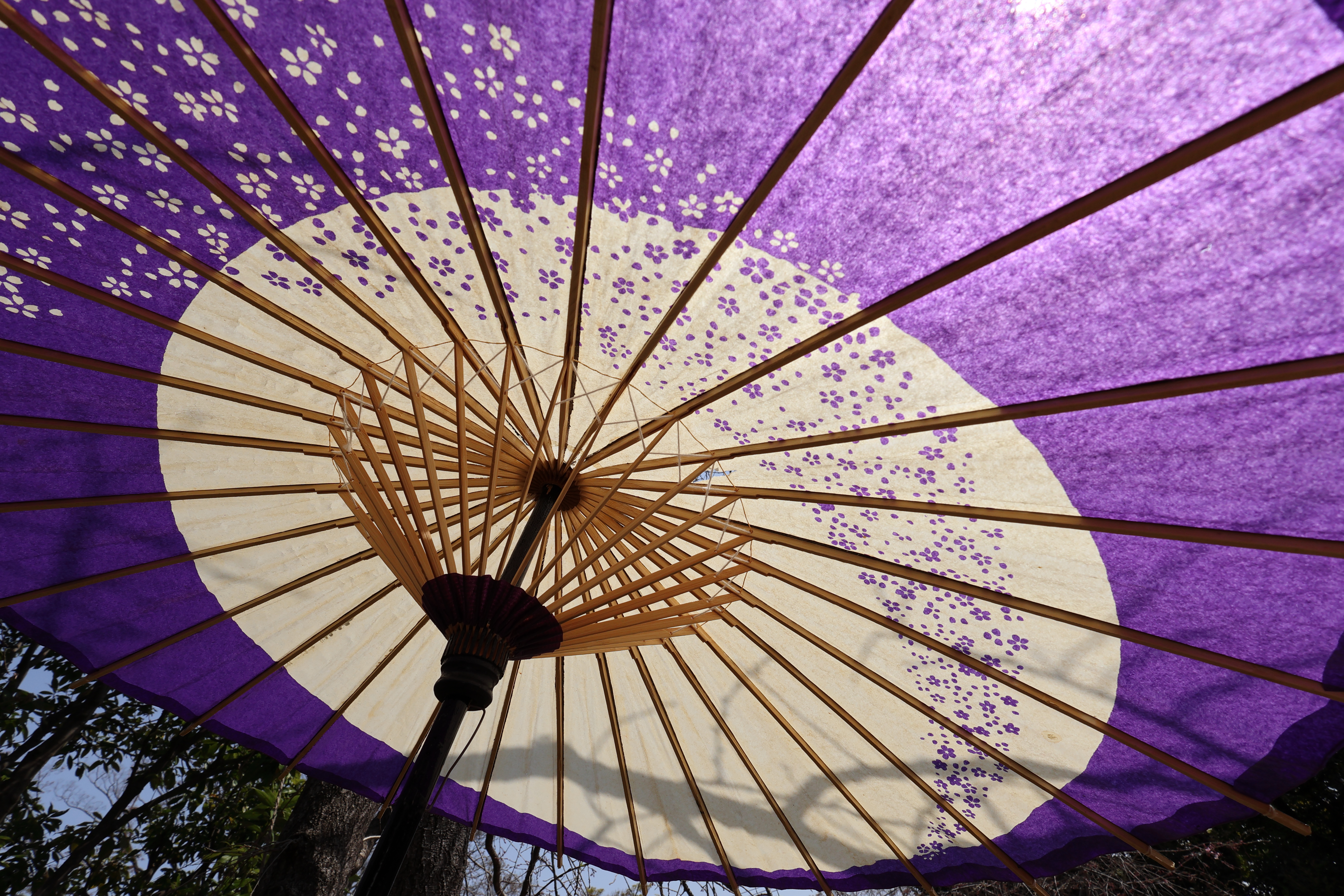 EOS R10／RF-S10-18mm F4.5-6.3 IS STM／10mm（16mm相当）／絞り優先AE（1/500秒、F8.0、−1.3EV）／ISO 100