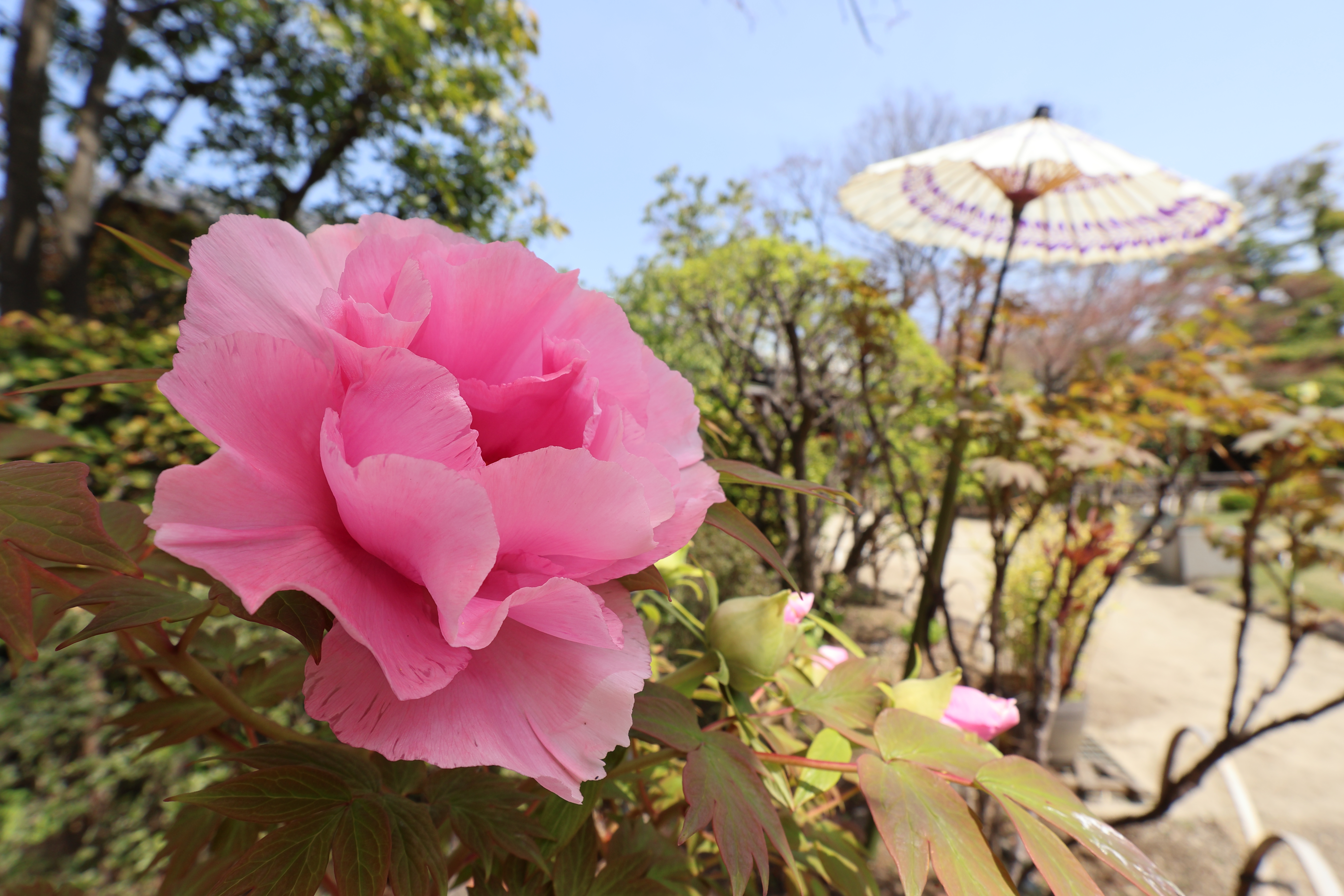 EOS R10／RF-S10-18mm F4.5-6.3 IS STM／10mm（16mm相当）／絞り優先AE（1/200秒、F6.3、＋0.7EV）／ISO 100