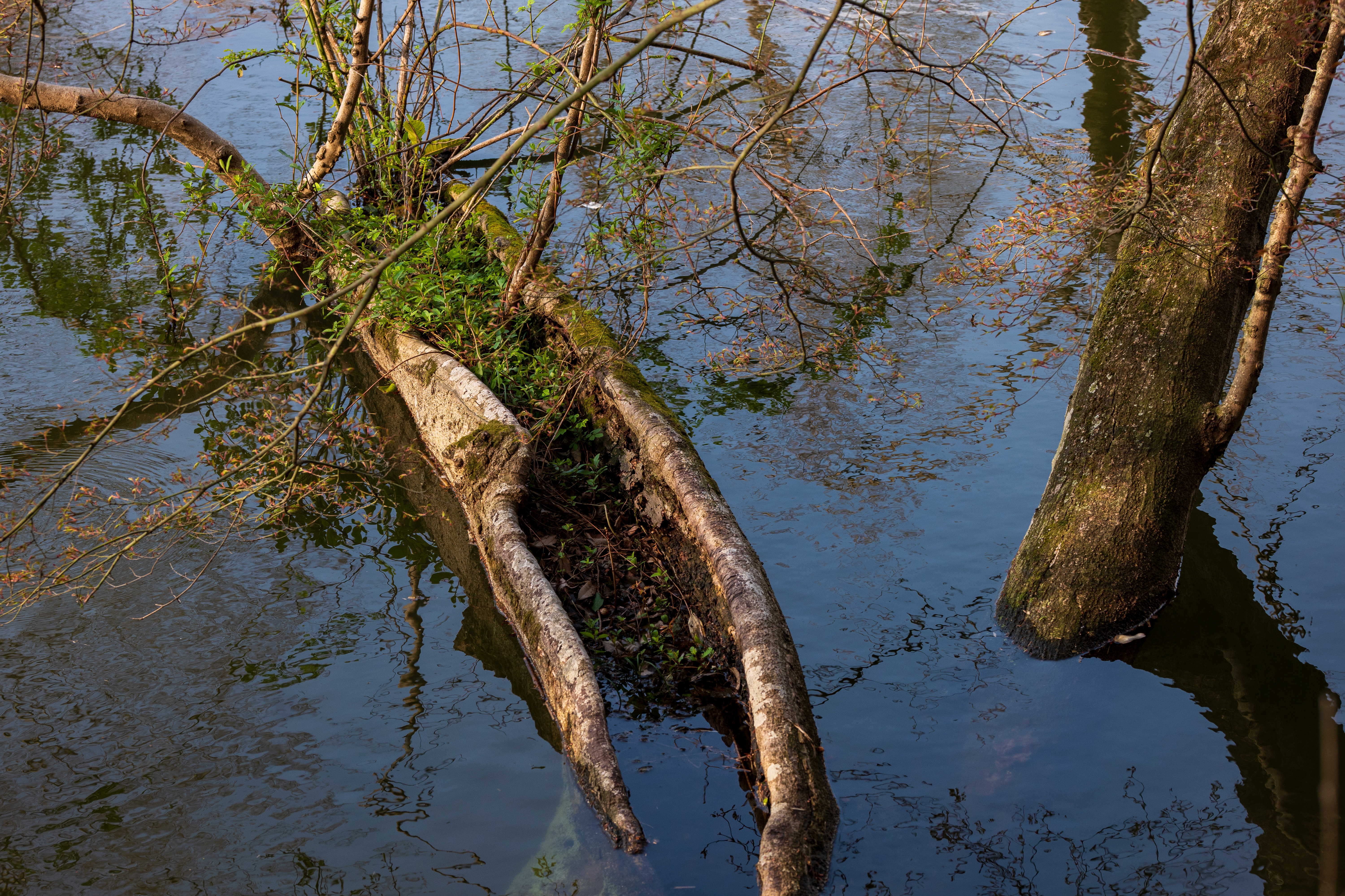 絞りこむと、画面全体が均質にシャープになりますね。階調の繋がりの良さは35mmフルサイズの余裕もあるのでしょうが、レンズ性能とセンサー性能、画像処理エンジンがうまく協調しているからかもしれません<br><span class="fnt-85">LUMIX S5IIX／LUMIX S 100mm F2.8 MACRO／プログラムAE（1/200秒、F8.0、−1.0EV）／ISO 400</span>