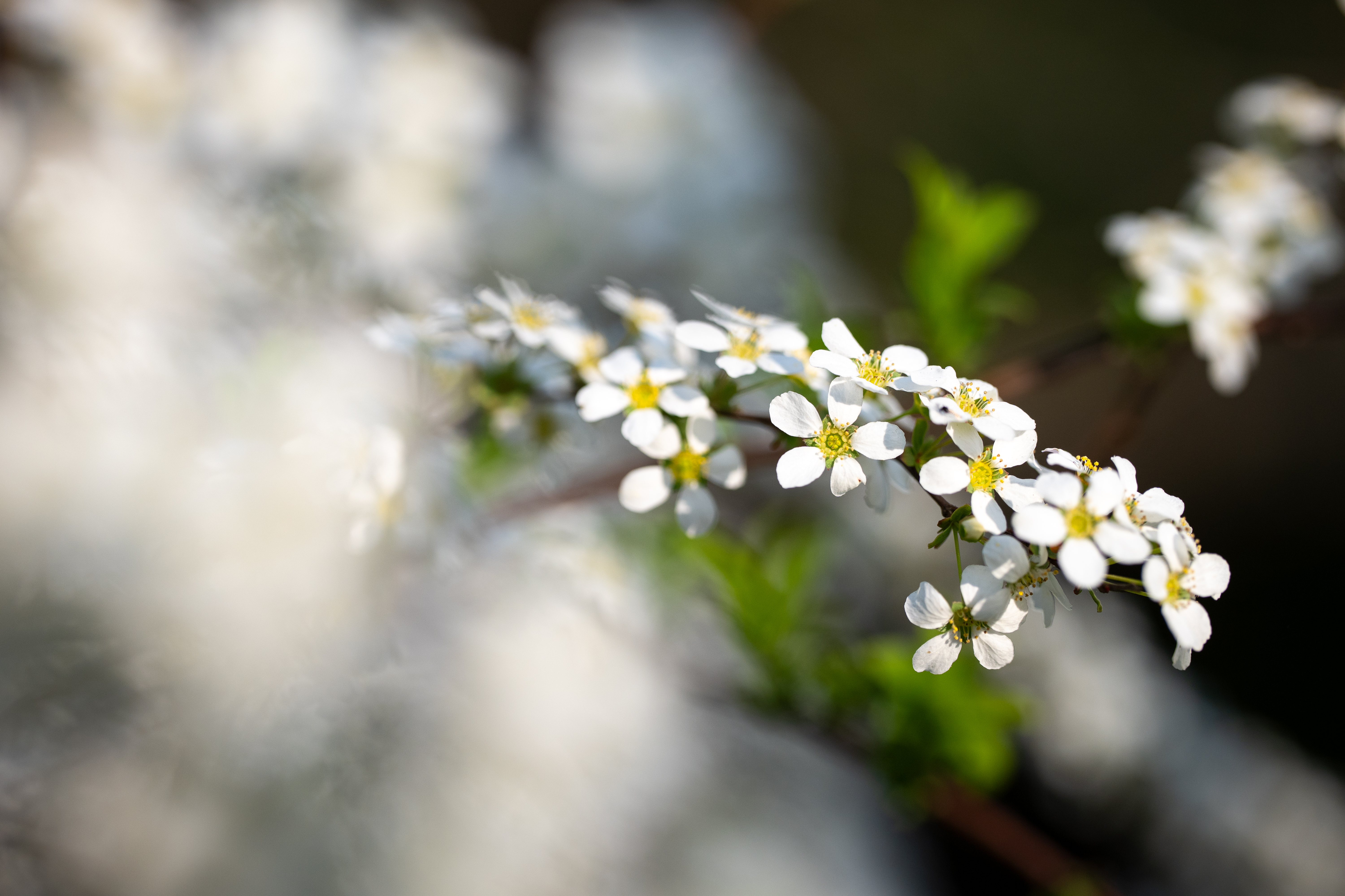 前ボケを主に見てみたのですが満点をつけたくなるほどです。昨今のマクロ撮影では、シャープネスよりボケ味をよく観察されてしまうようですが、本レンズは見事ですね<br><span class="fnt-85">LUMIX S5IIX／LUMIX S 100mm F2.8 MACRO／プログラムAE（1/2,000秒、F3.5、±0.0EV）／ISO 400</span>