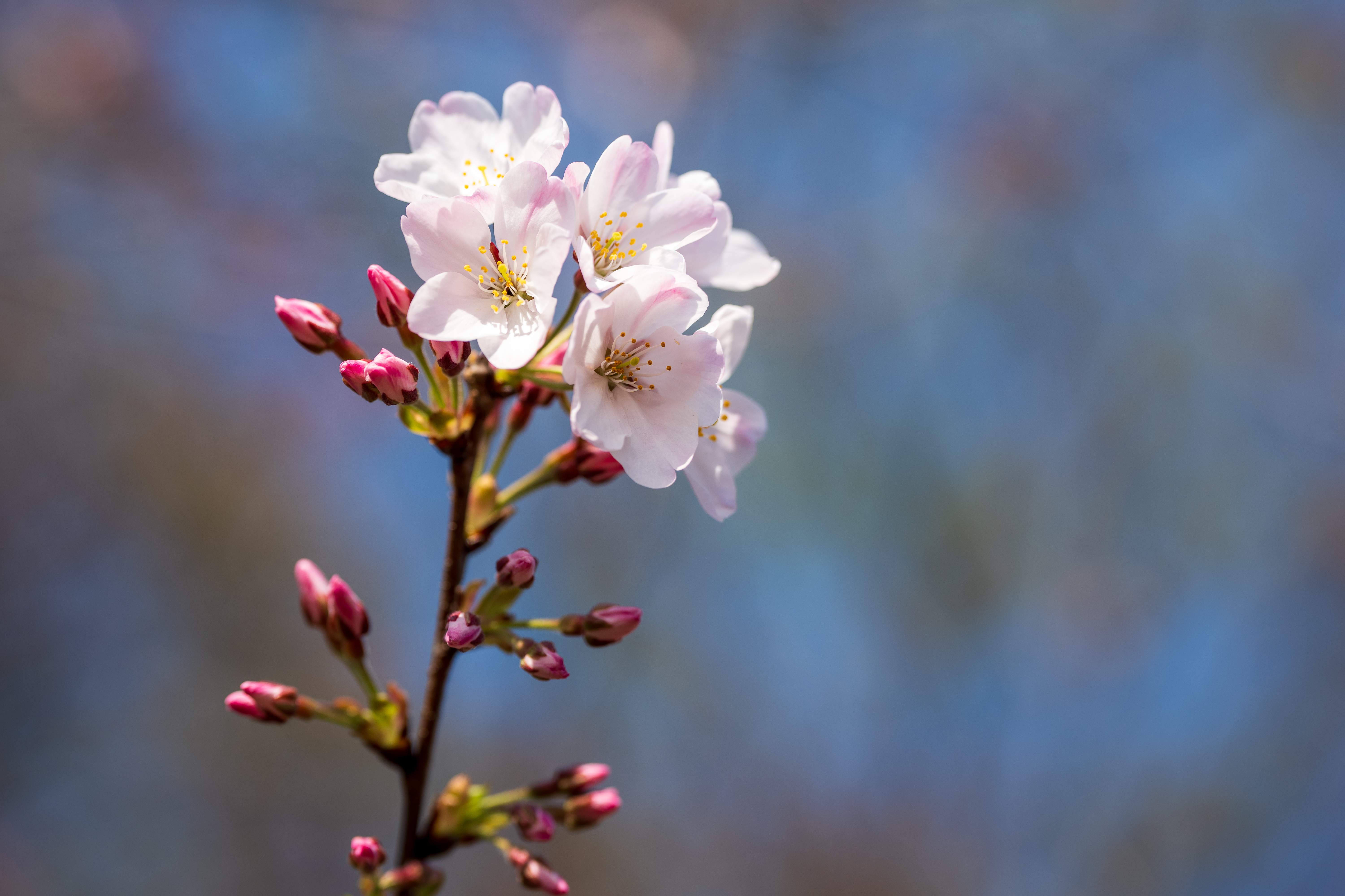 本連載公開の時は東京の桜は満開でしょうか。撮影時には少ししか咲いていなかったので、一部をクローズアップ気味に撮影していますが背景のボケにクセがないのは素晴らしいですね<br><span class="fnt-85">LUMIX S5IIX／LUMIX S 100mm F2.8 MACRO／プログラムAE（1/1,000秒、F4.0、＋0.3EV）／ISO 200</span>