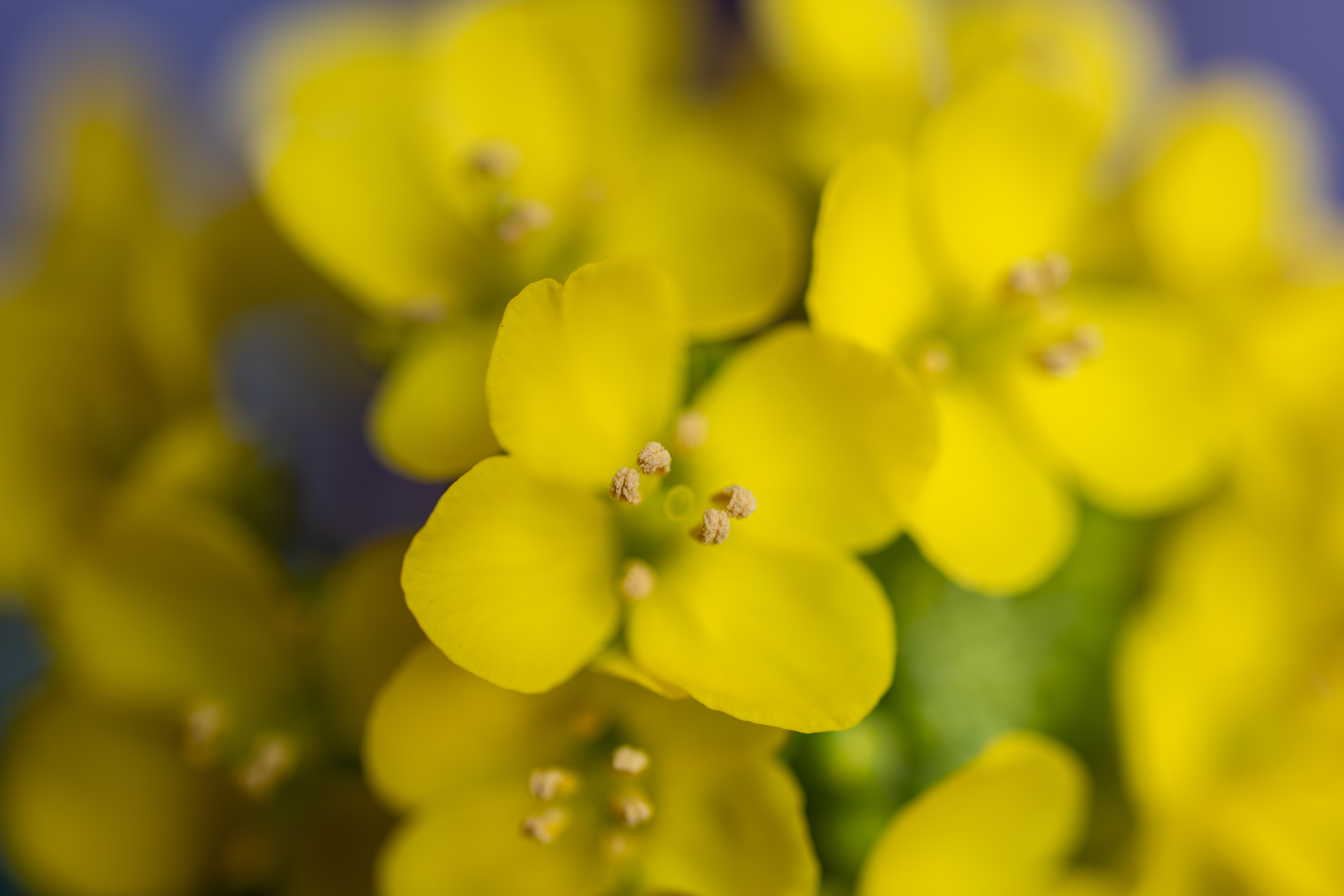 絞り開放で等倍設定でここまで写るとツッコミどころないですね。写真的にはもう少し絞り込みたかったところですが（笑）<br><span class="fnt-85">LUMIX S5IIX／LUMIX S 100mm F2.8 MACRO／絞り優先AE（1/13秒、F2.8、＋0.3EV）／ISO 100</span>