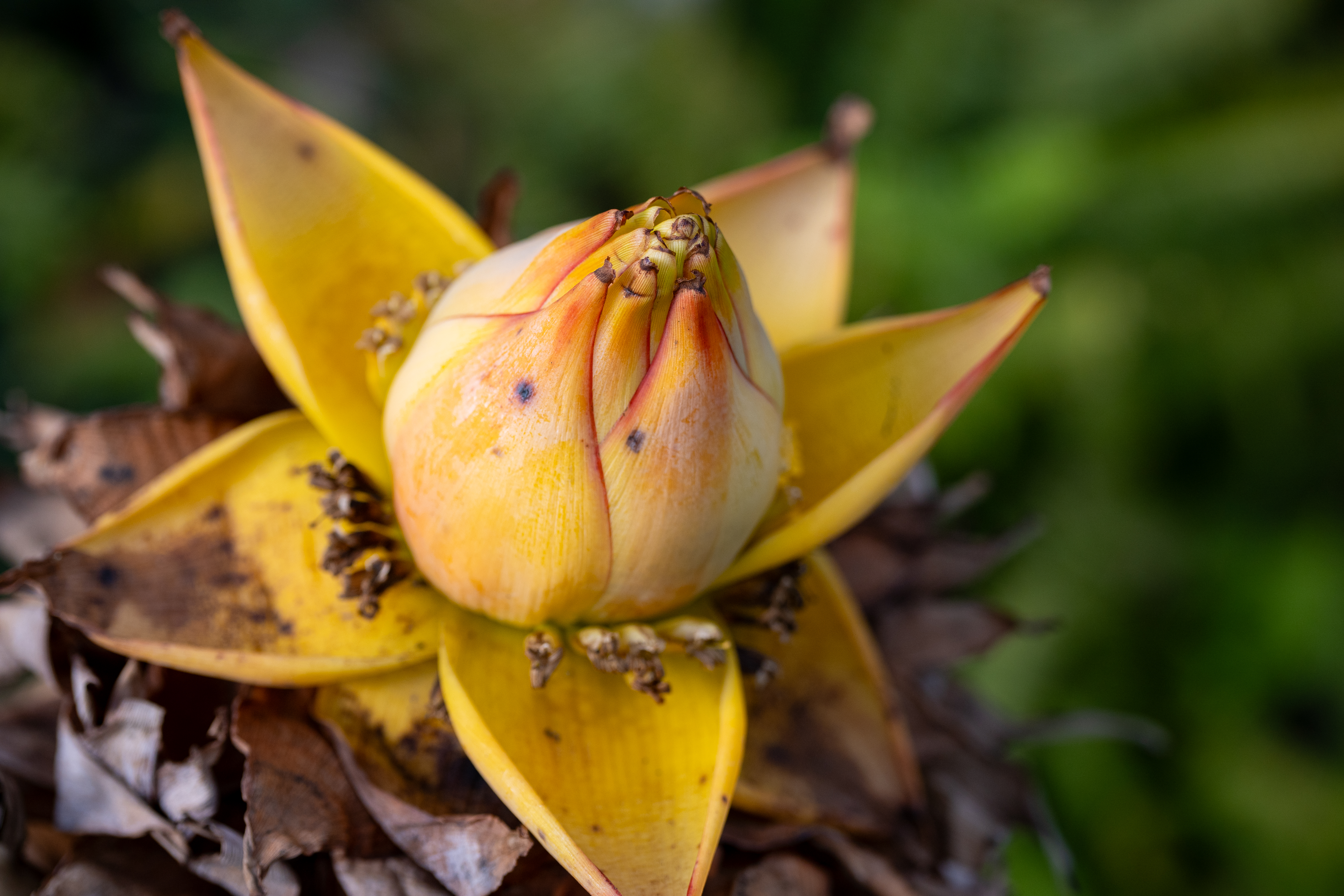 筆者の印象としては、昔のマクロレンズって乾いた印象を持っていたのですが、このレンズの描写には湿度感があります。それが良い感じの色気につながるような<br><span class="fnt-85">LUMIX S5IIX／LUMIX S 100mm F2.8 MACRO／絞り優先AE（1/640秒、F3.5、−0.7EV）／ISO 400</span>