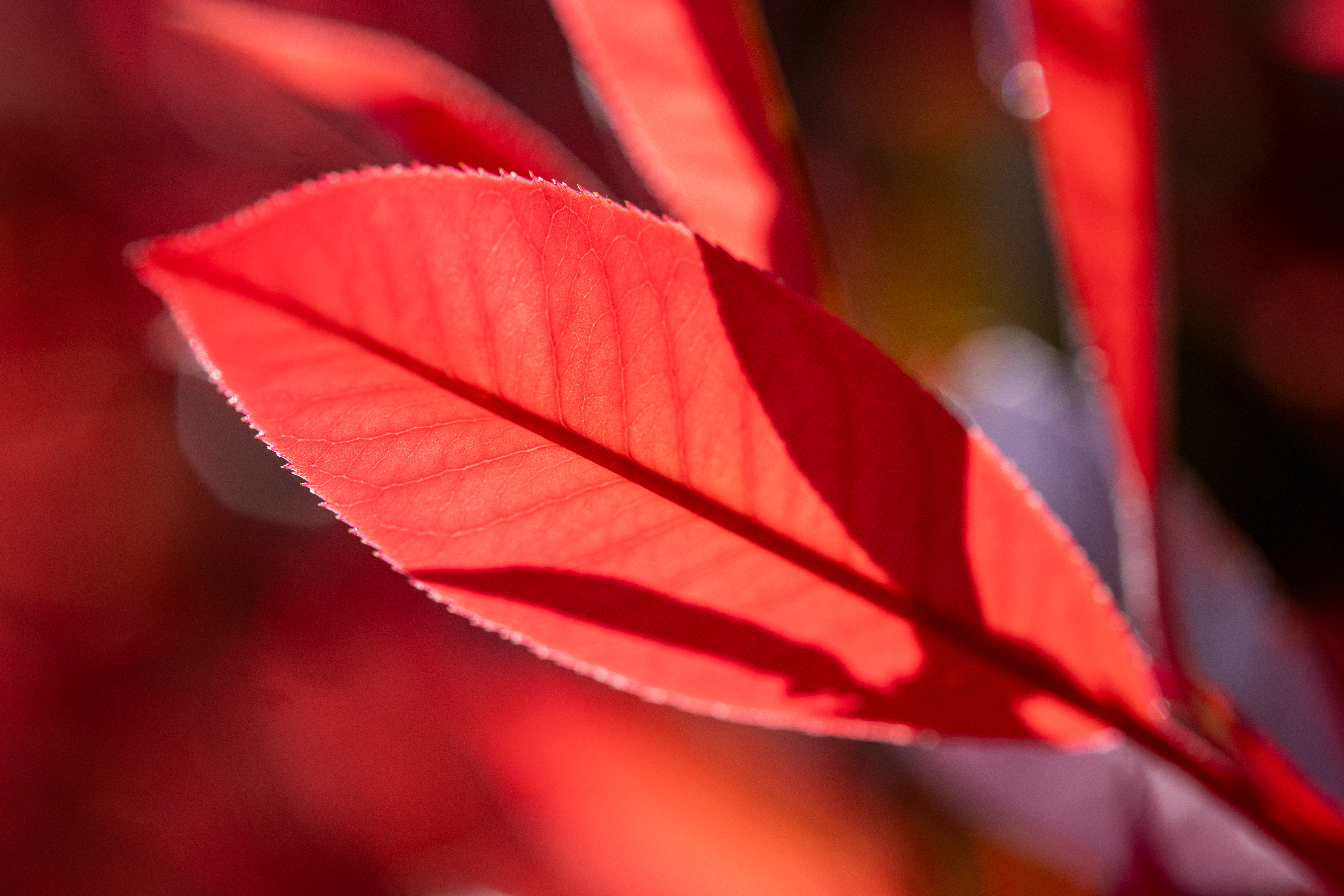 赤い葉脈が見たくて逆光での撮影です。背景がもっとざわざわするかと思いきや、良い感じに慣らしてもらえている印象です<br><span class="fnt-85">LUMIX S5IIX／LUMIX S 100mm F2.8 MACRO／プログラムAE（1/1,250秒、F5.0、−0.7EV）／ISO 400</span>