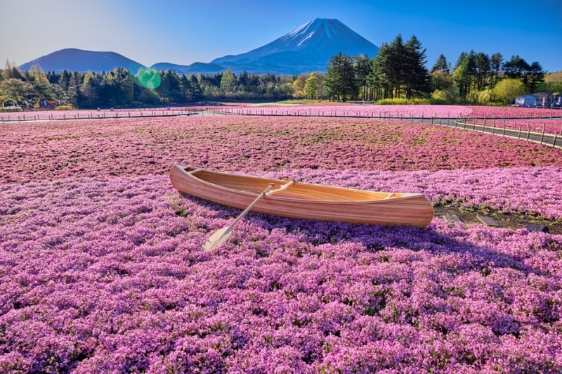 イベント告知】春の風物詩「富士芝桜まつり」にフォトスポット