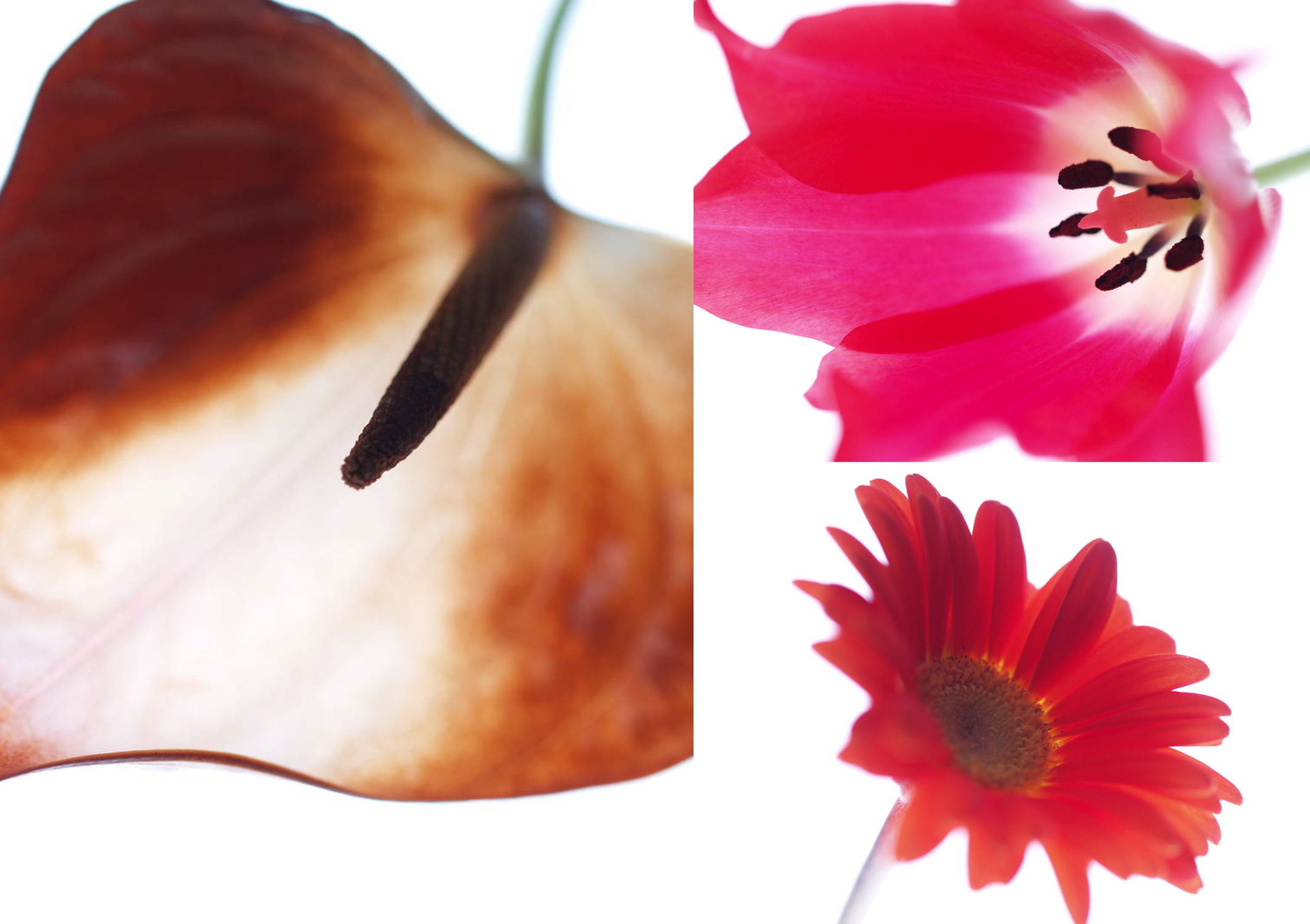 いずれもオリンパス E-500／絞り優先AE／ISO 200（左）F2.8、1/80秒・＋1.7EV （右上）F2.2・1/160秒・＋1.7EV （右下）F2・1/100秒・＋0.7EV