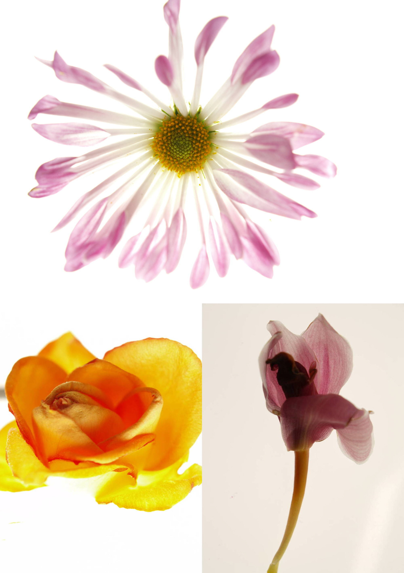 いずれもオリンパス E-400／絞り優先AE （上）F3.5・1/60秒・＋3.0EV／ ISO 200 （左下）F3.1・1/30秒・＋2EV／ISO 100 （右下）F3.5・1/125秒・＋1EV／ISO 100