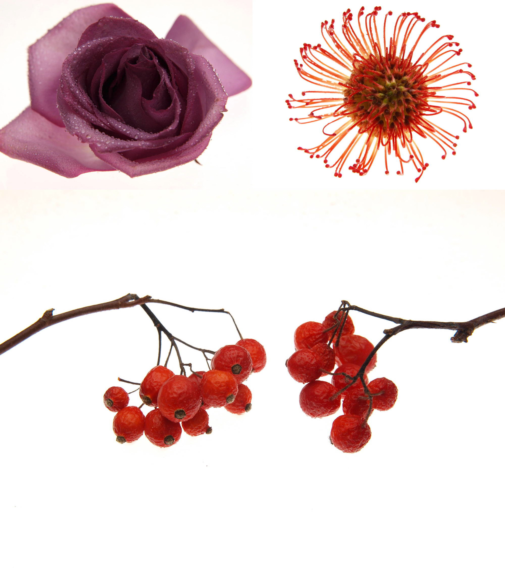 いずれもオリンパス E-520／ZUIKO DIGITAL ED 12-60mm F2.8-4.0 SWD／絞り優先AE／ISO 400（左上）F4.5・1/160秒・＋1.0EV （右上）F5.6・1/80秒・＋1.7EV （下）F5.6・1/120秒・＋2.3EV